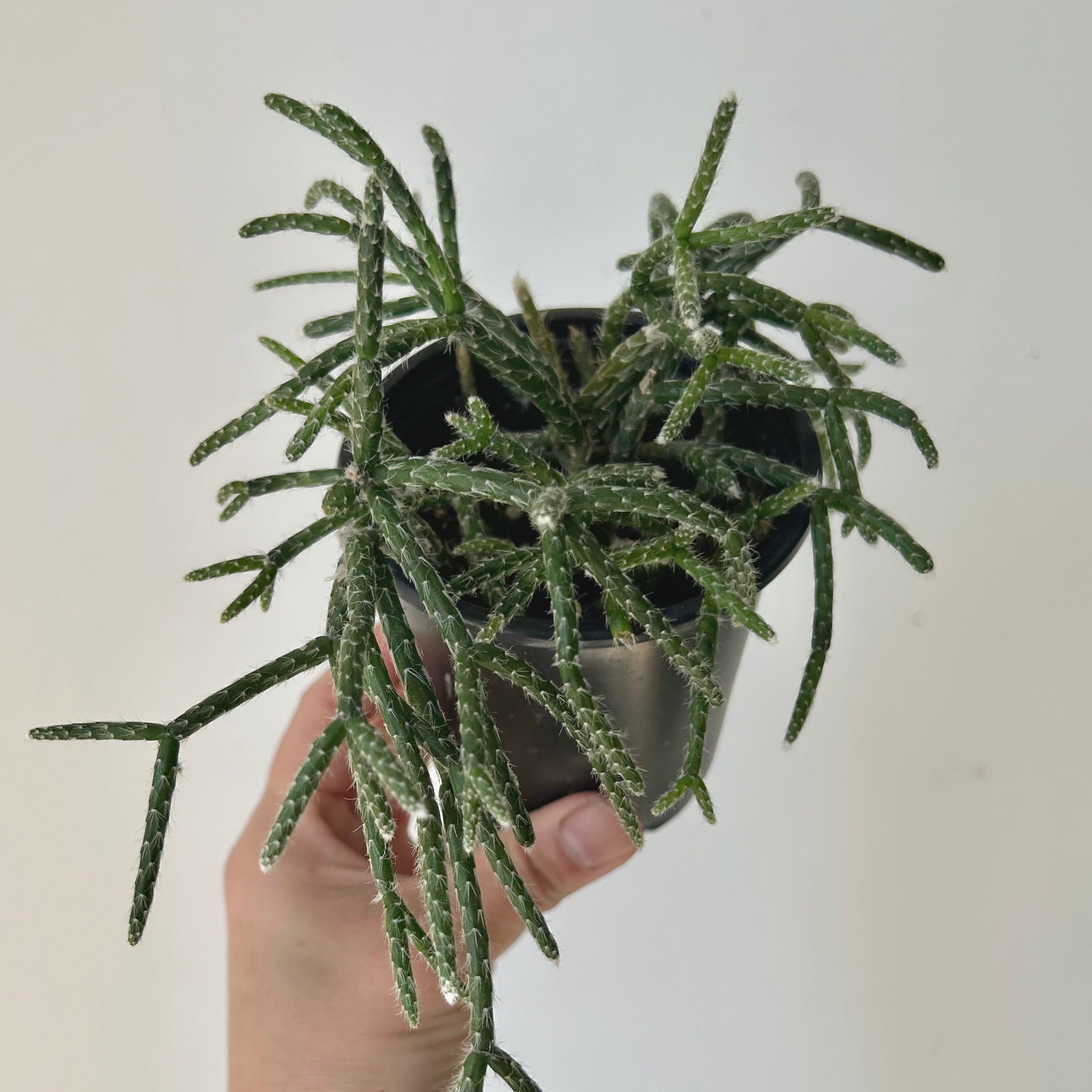 Hairy-Stemmed Rhipsalis (pilocarpa) 4”pot