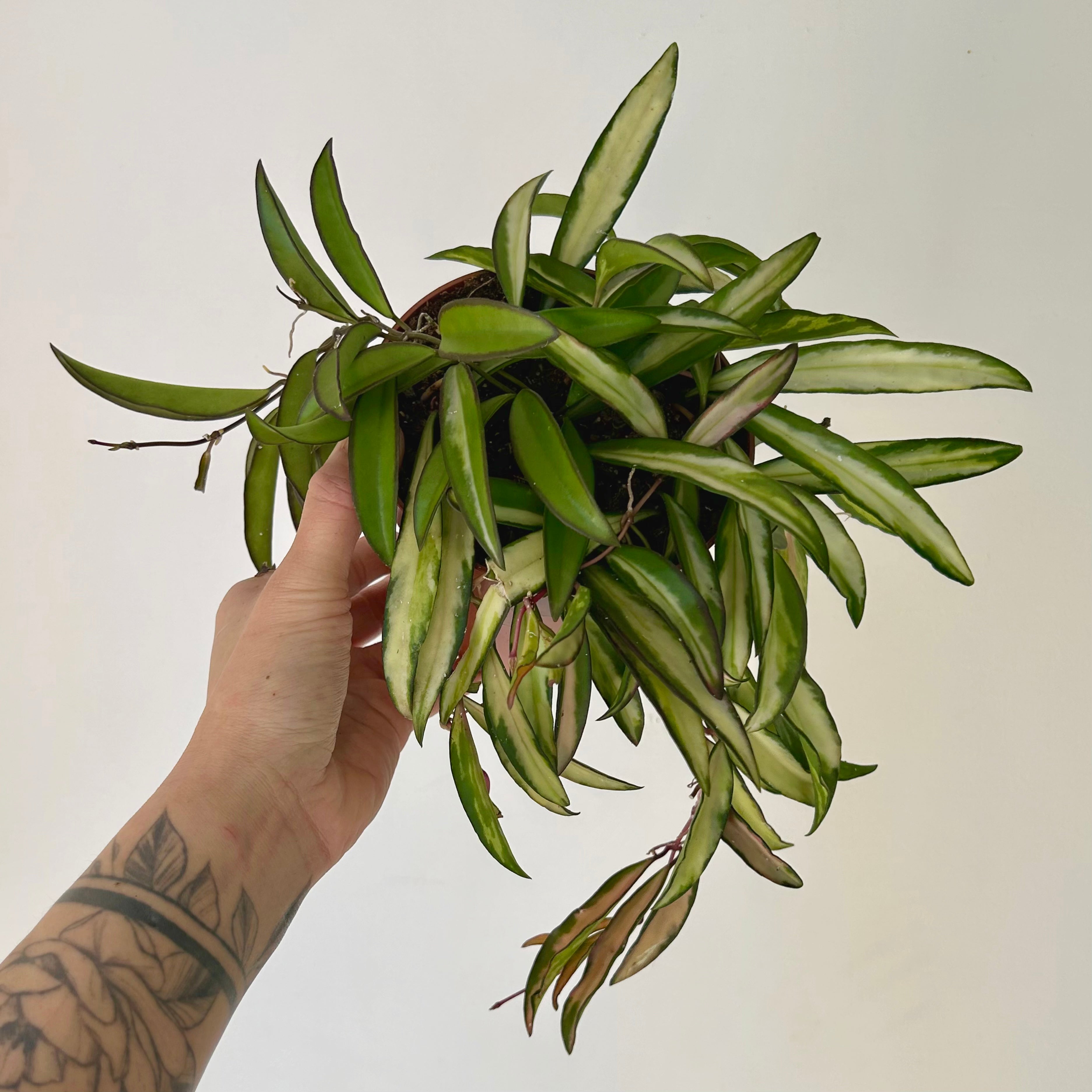 Variegated Hoya wayetii 5” pot