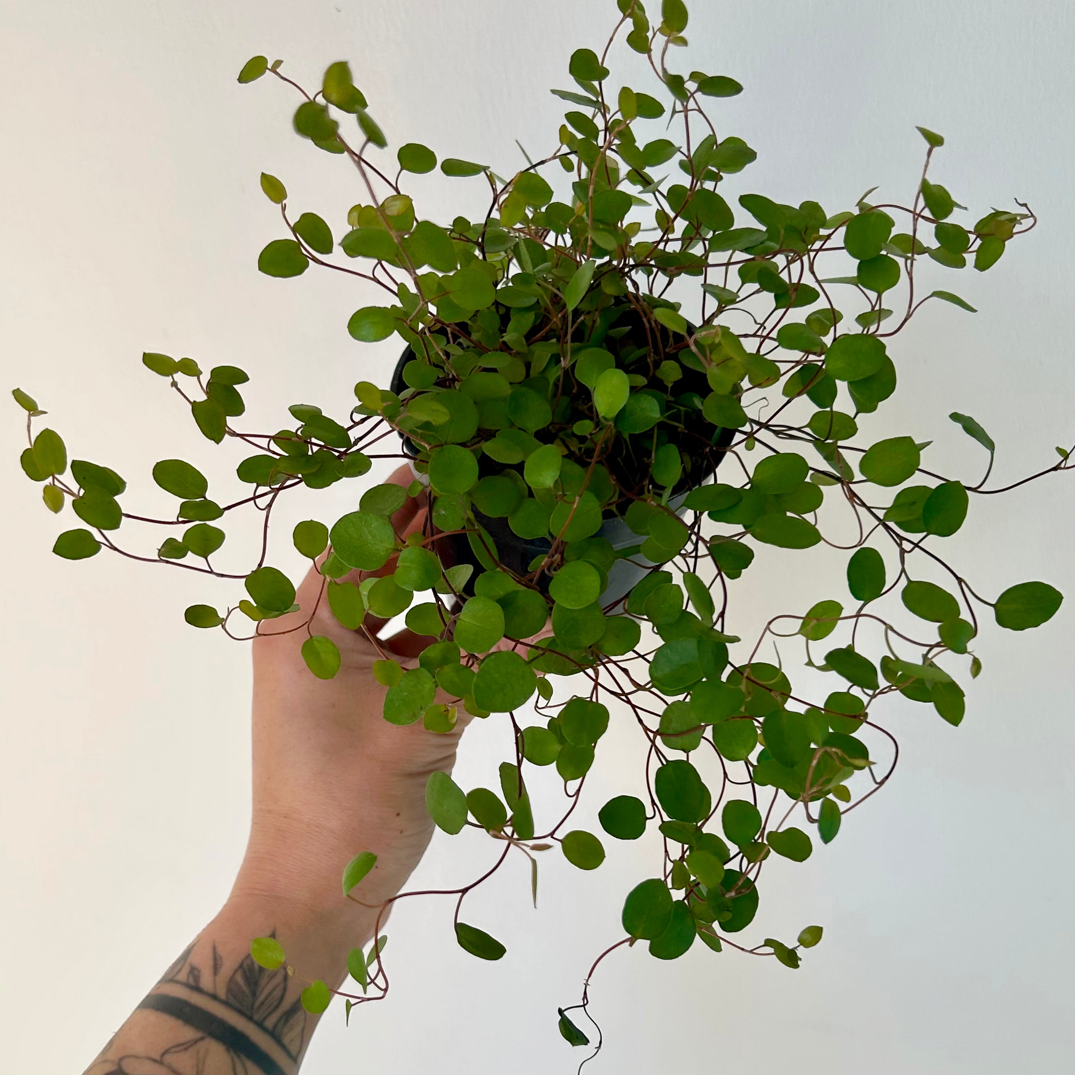 Angel Vine (Muehlenbeckia Axillaris)  3.5” pot