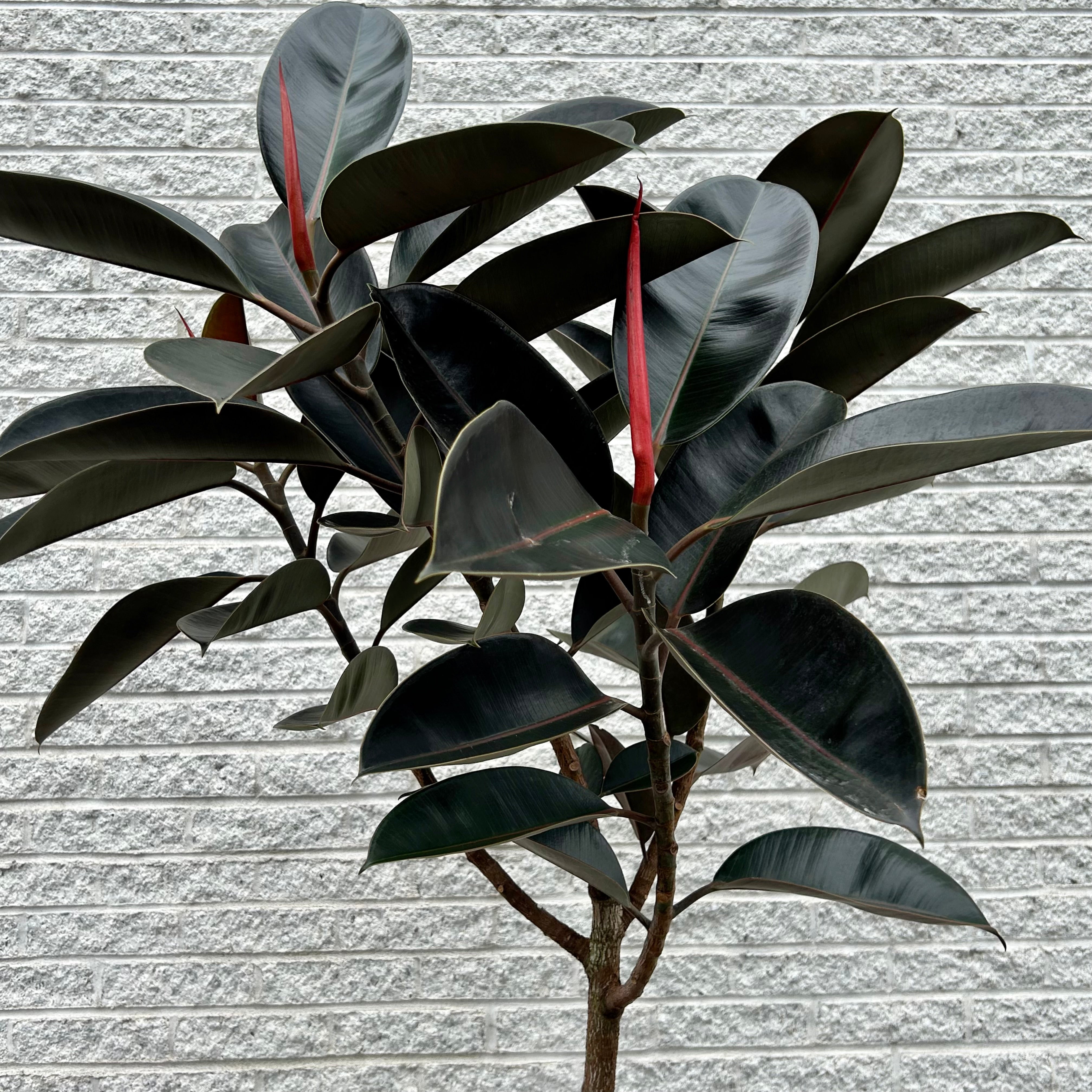 Burgundy Rubber Fig Tree (Ficus Elastica) approximately 6ft tall in 14”pot