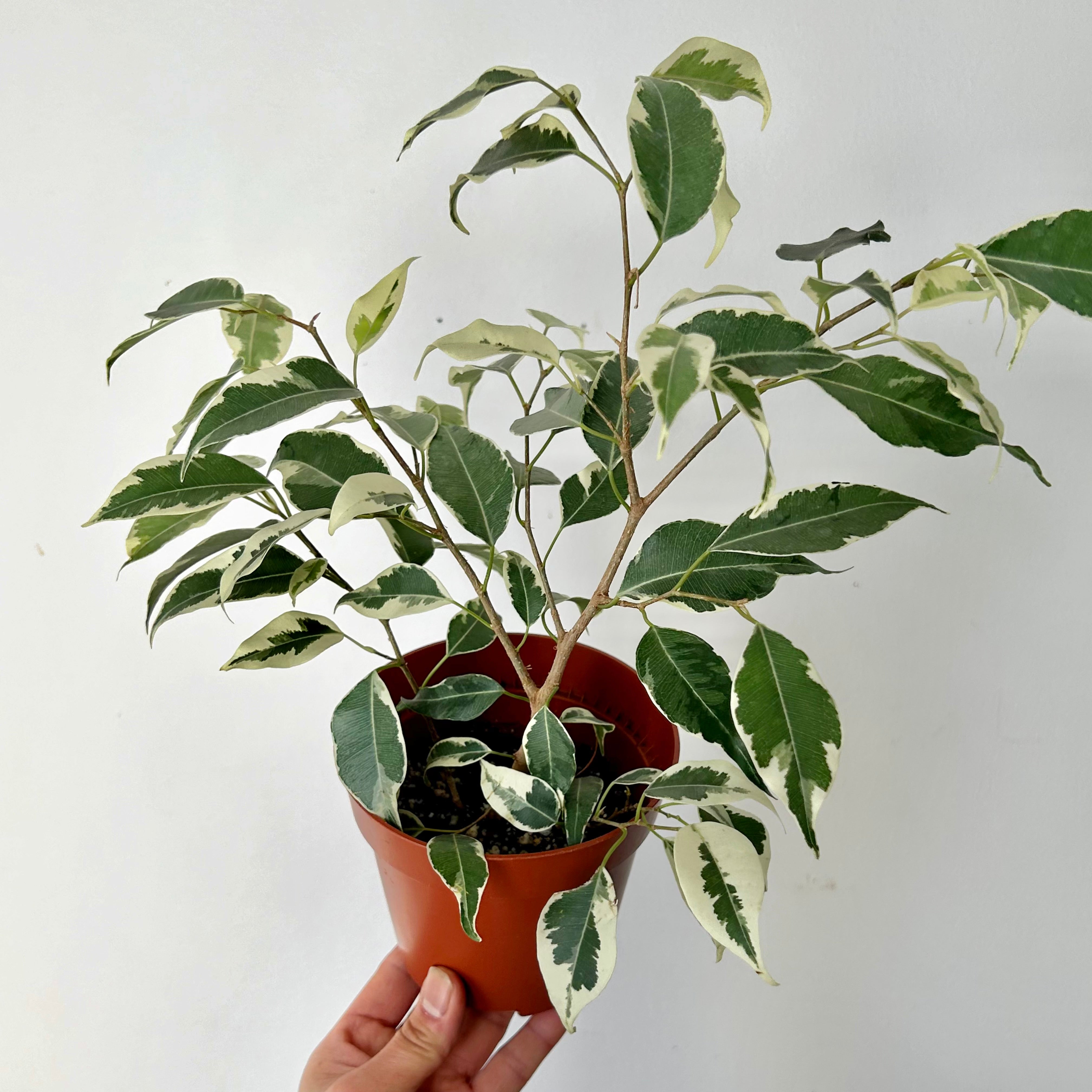 Variegated Ficus Benjamina 5”pot