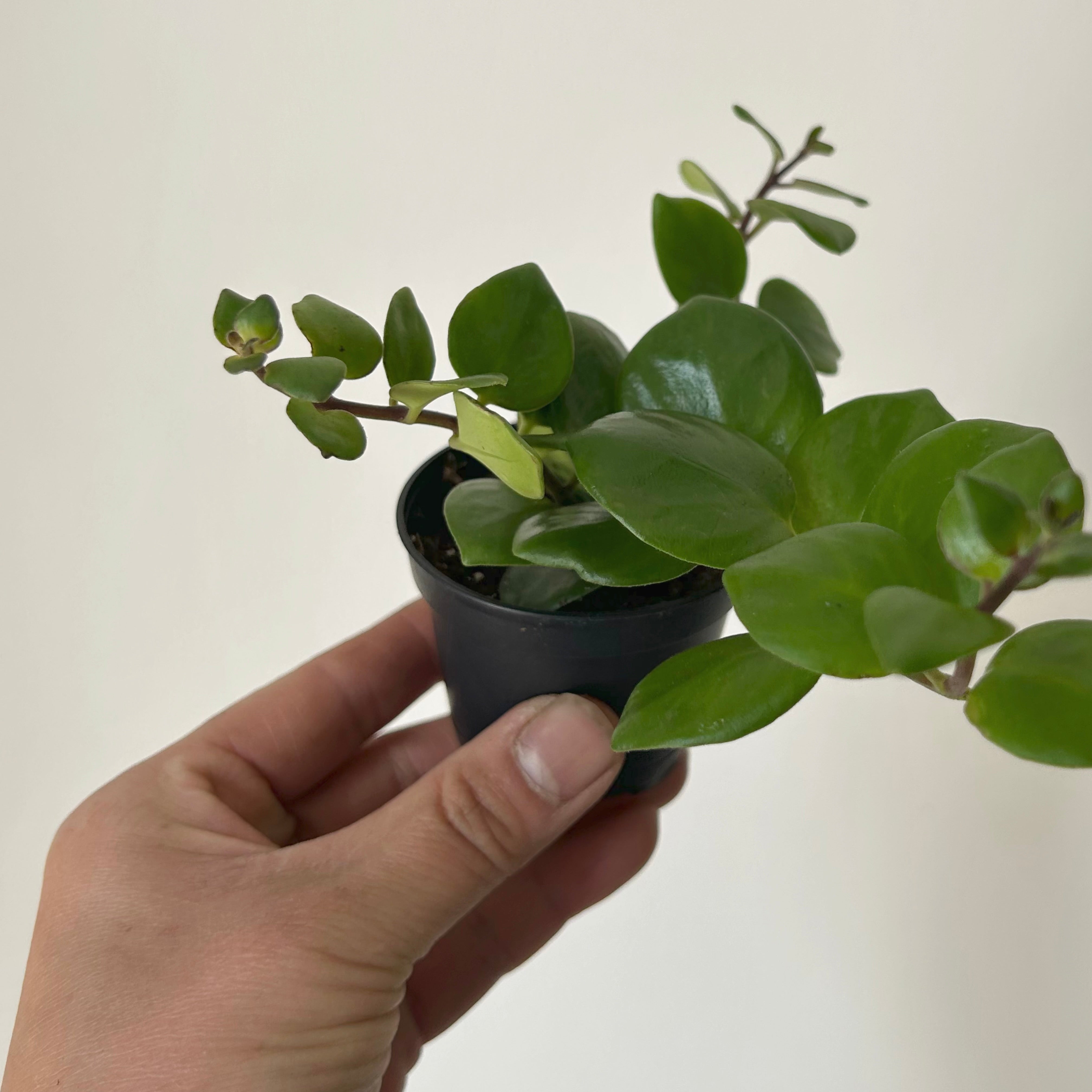 棘.PLANTS Zygopetalinae – Manu's Orchids