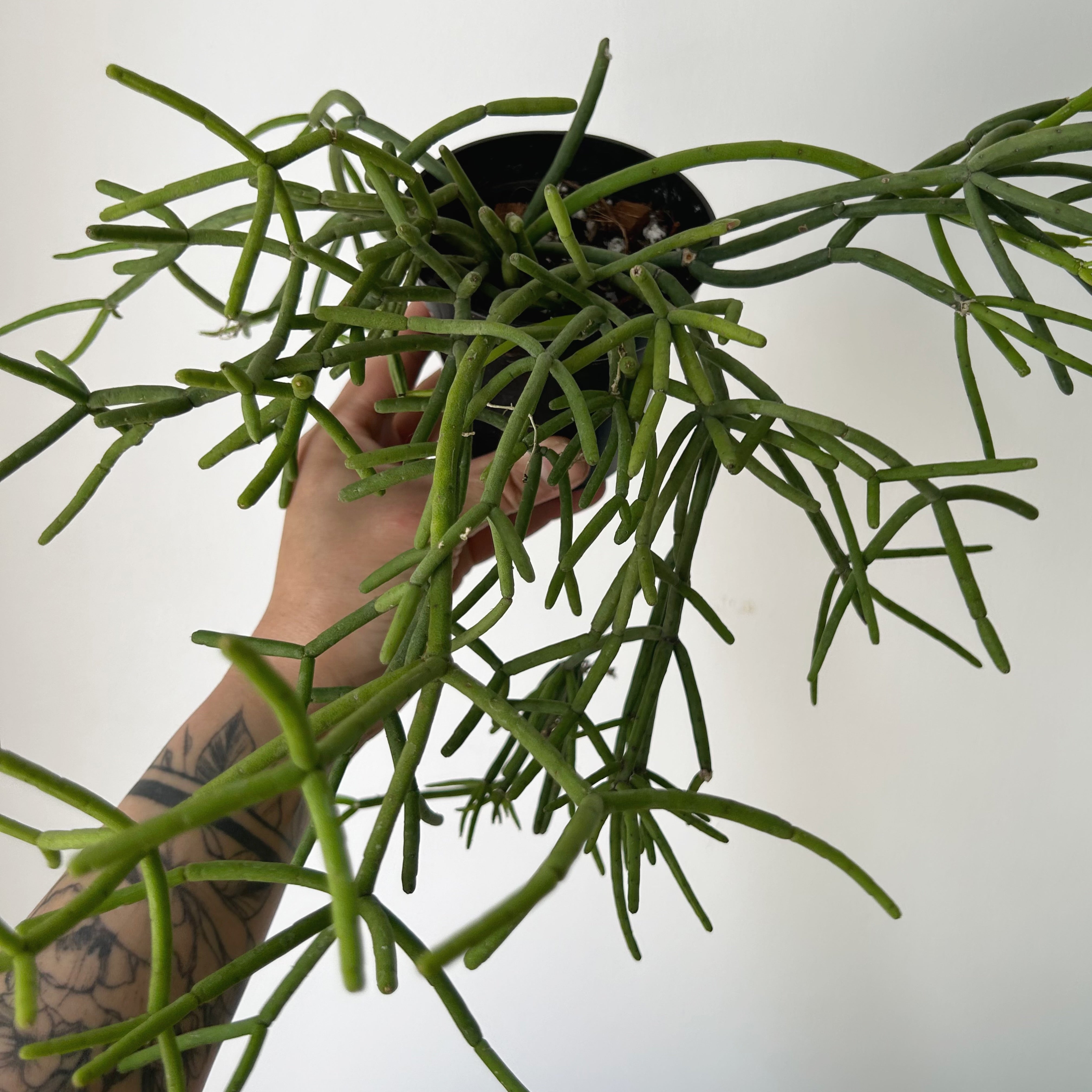 Rhipsalis heteroclada 4” pot