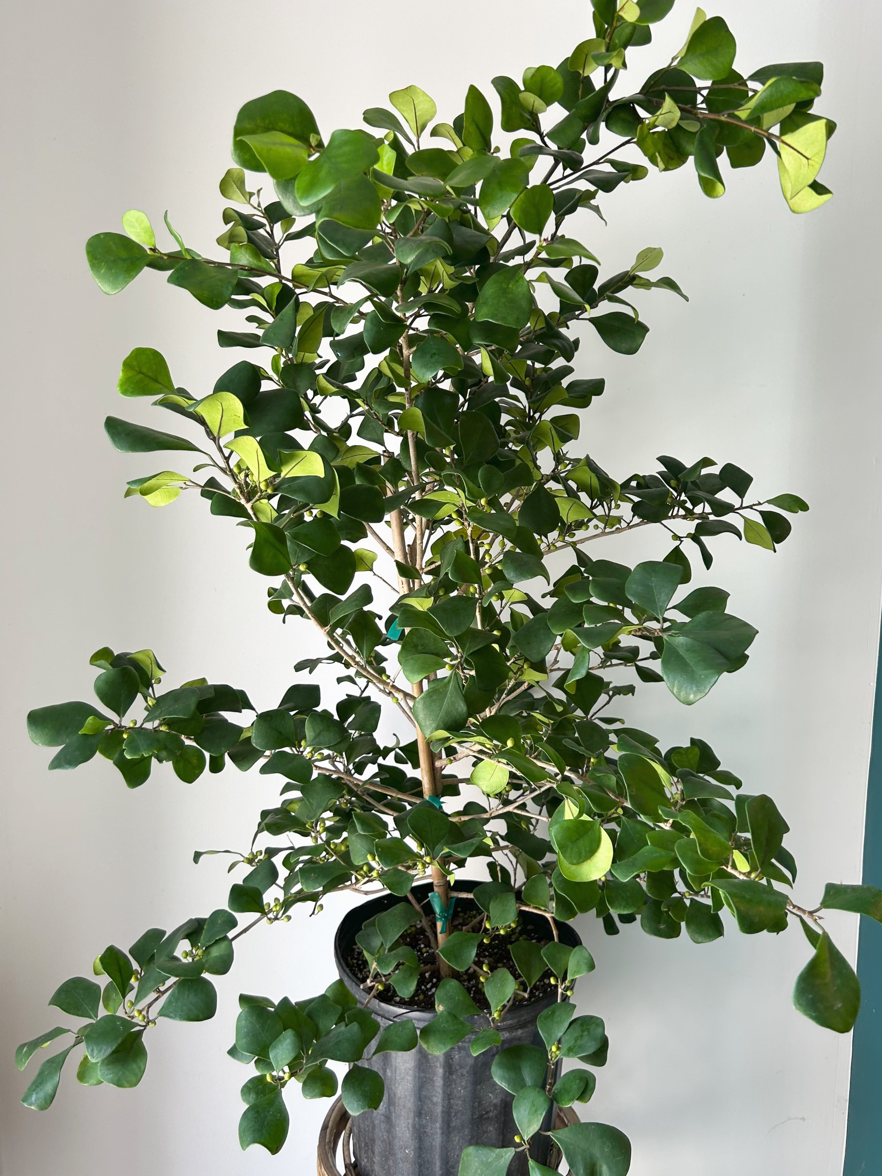 Natal Fig Bush (Ficus natalensis) approximately 4 ft tall in 10” pot