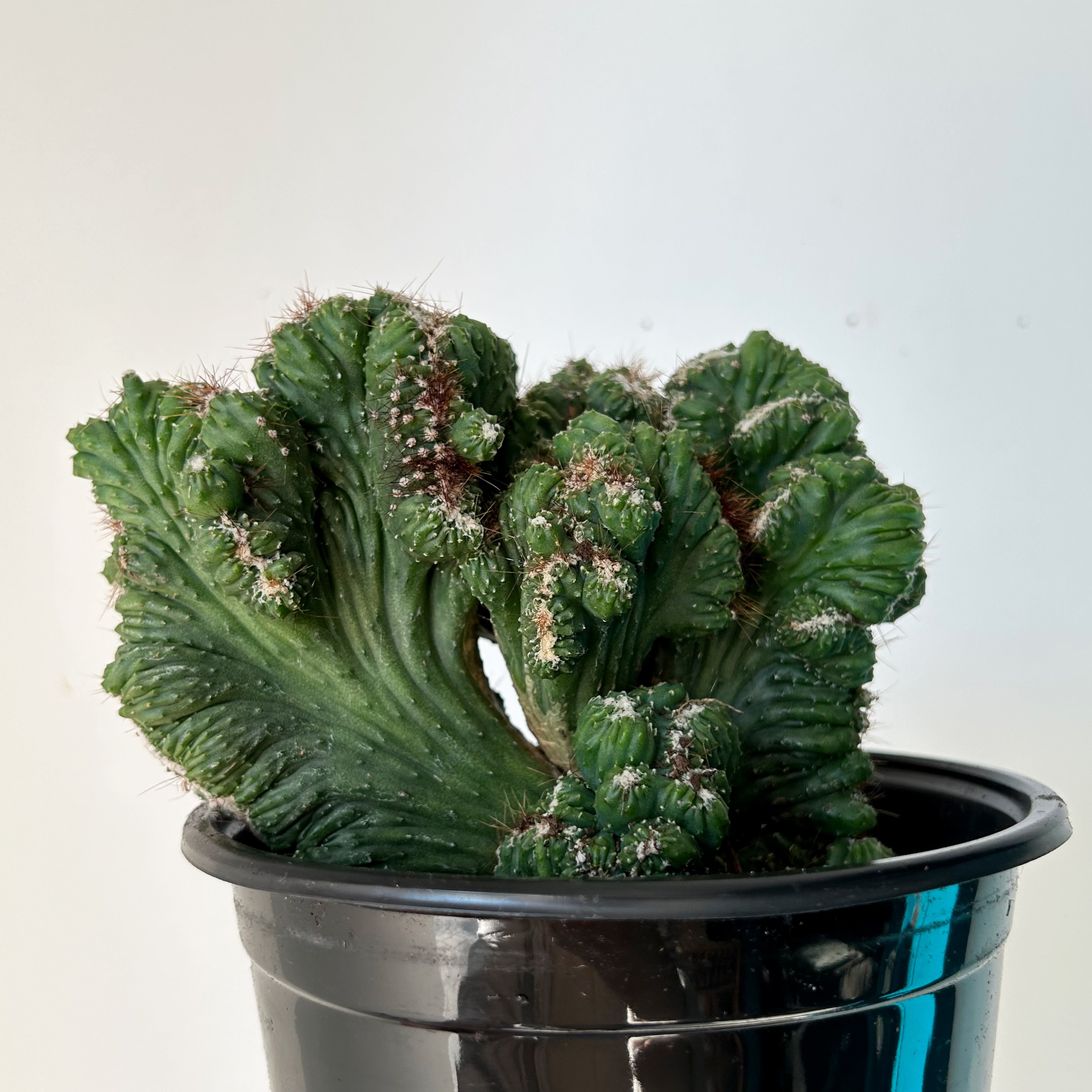 Crested Cereus peruvianus monstrose 4”pot