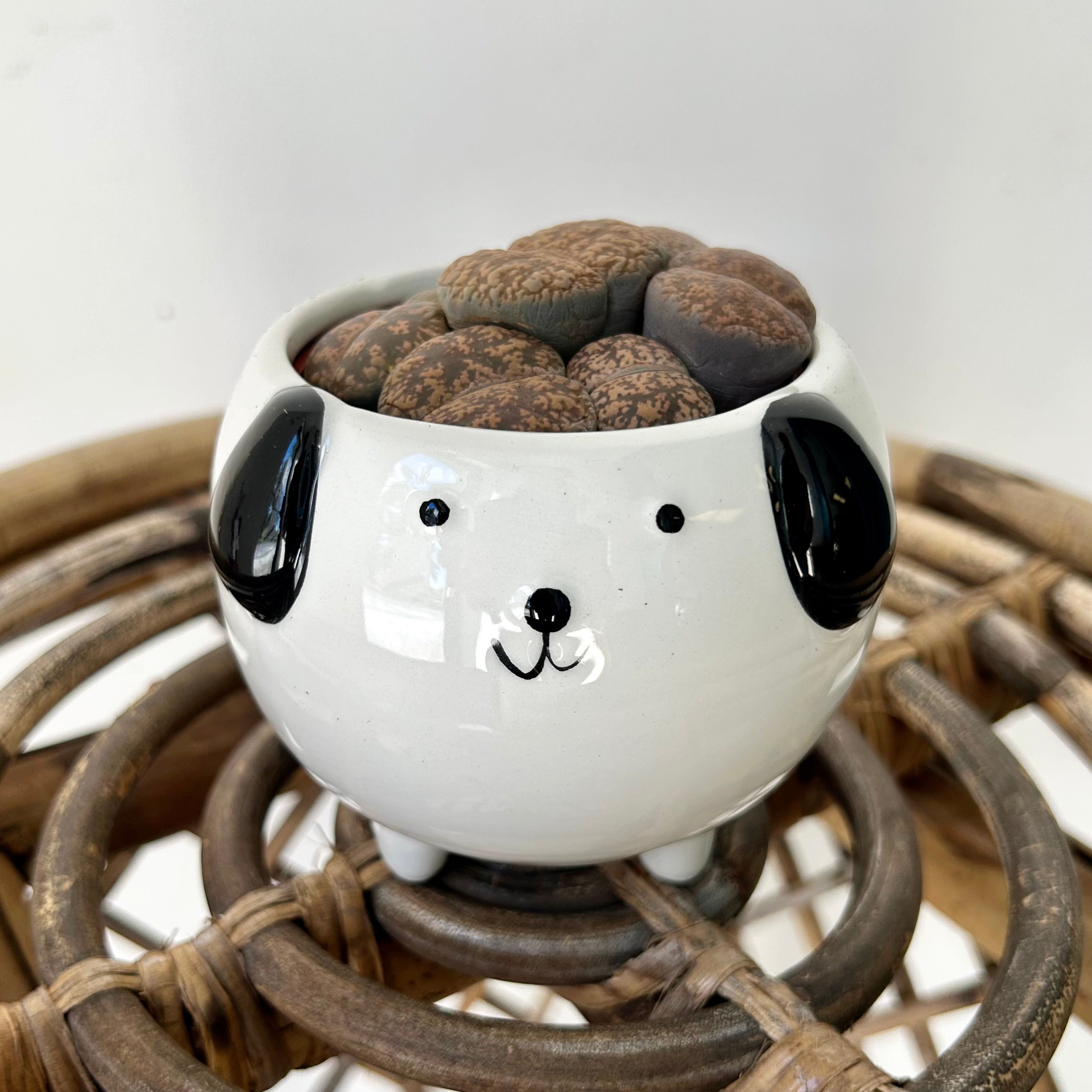 Black & White Dog  Decorative Pot (3”x3”)