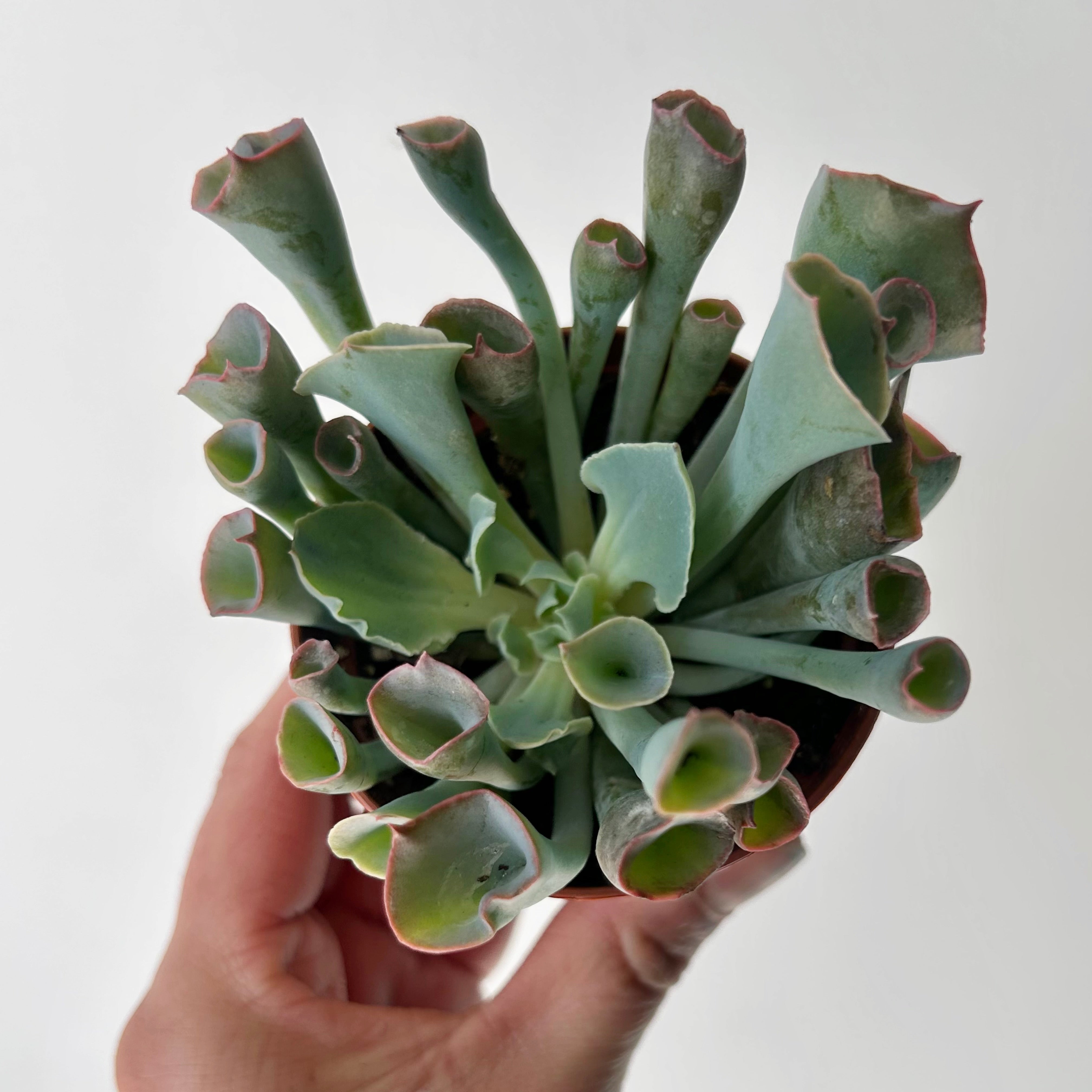 Echeveria “Trumpet Pinky” 3”pot