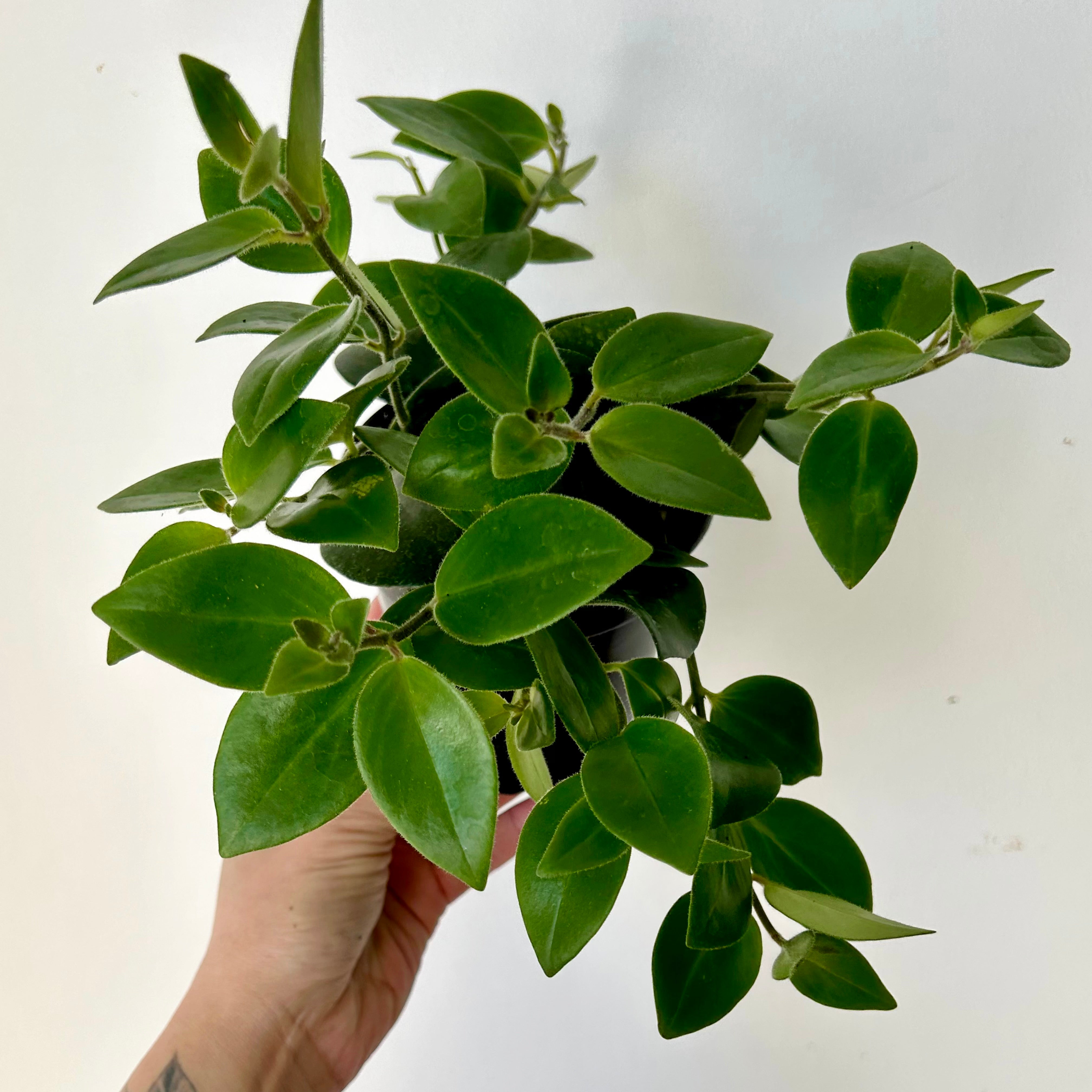 Mona Lisa Lipstick Plant (Aeschynanthus) 4”pot