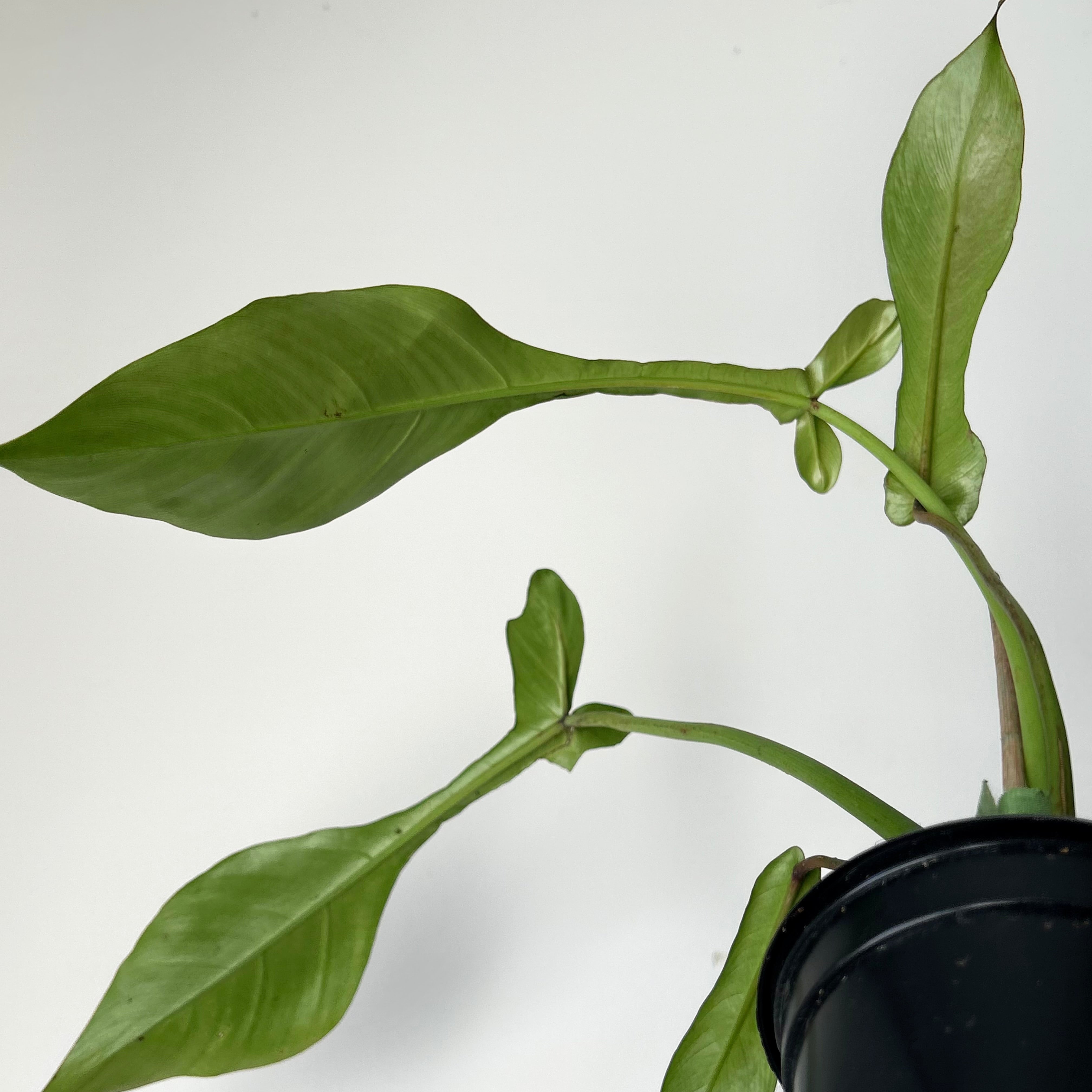 Philodendron joepii 4”pot