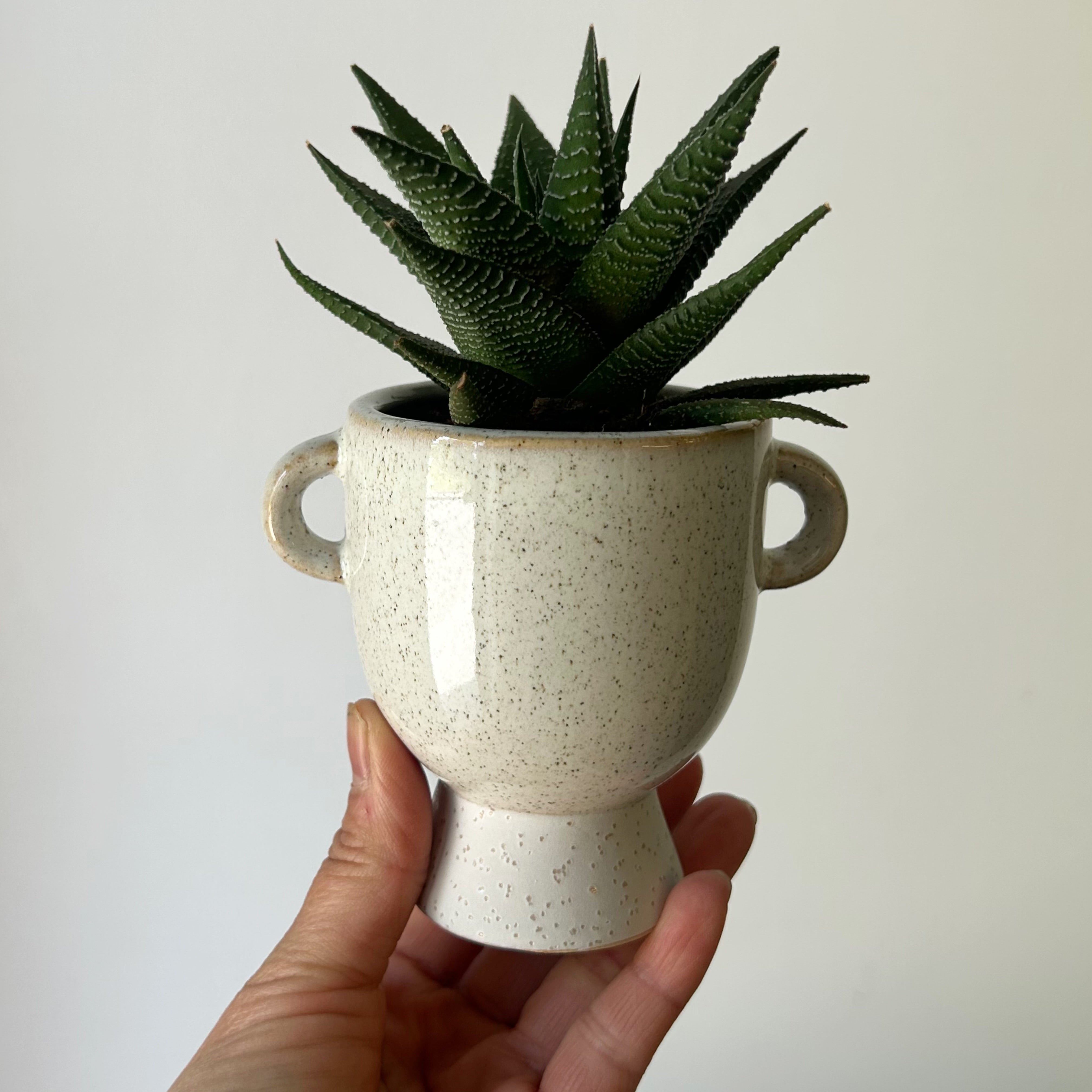 TROPHY Decorative Planter (2.5”x2.5”)
