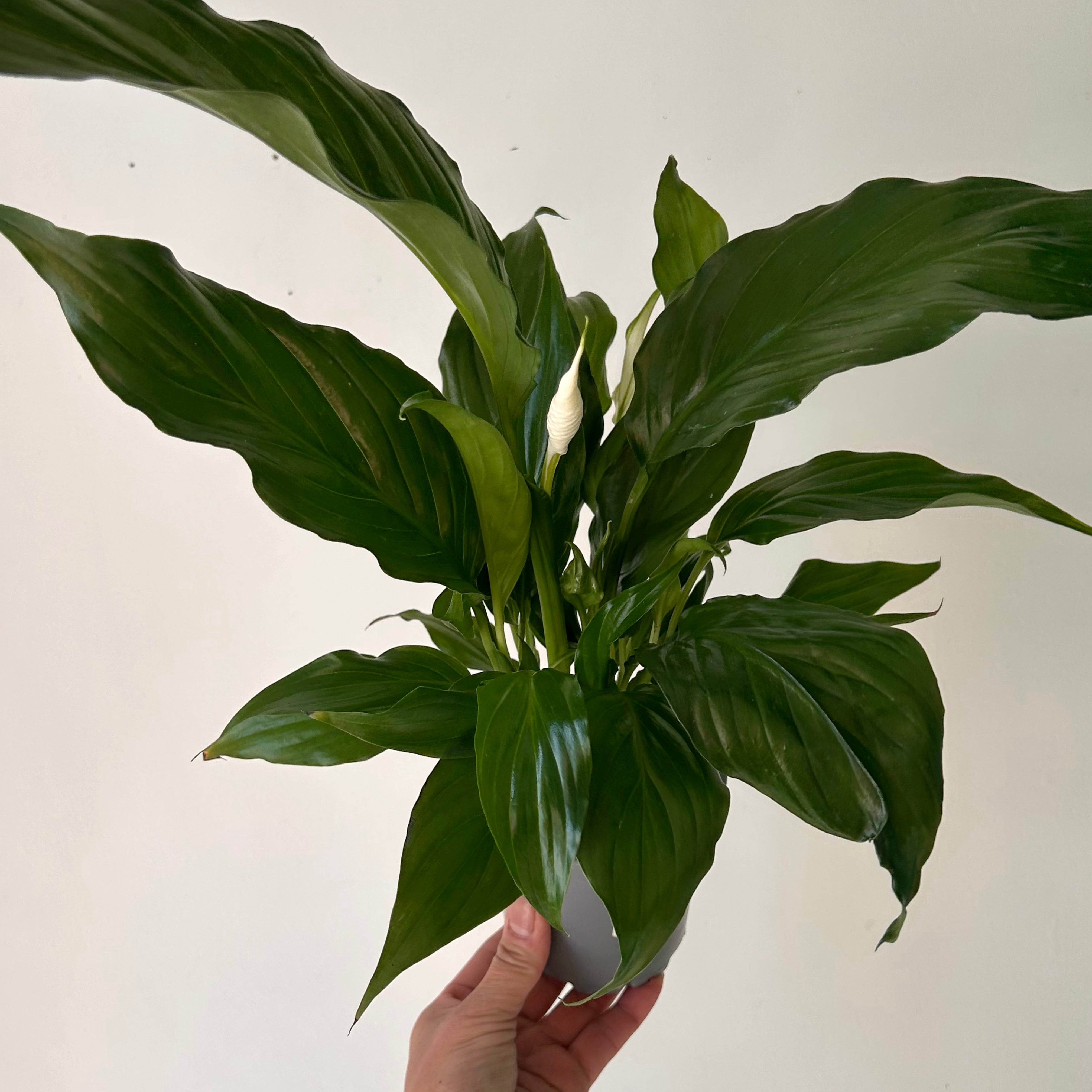 Peace Lily (Spathiphyllum) 4”pot