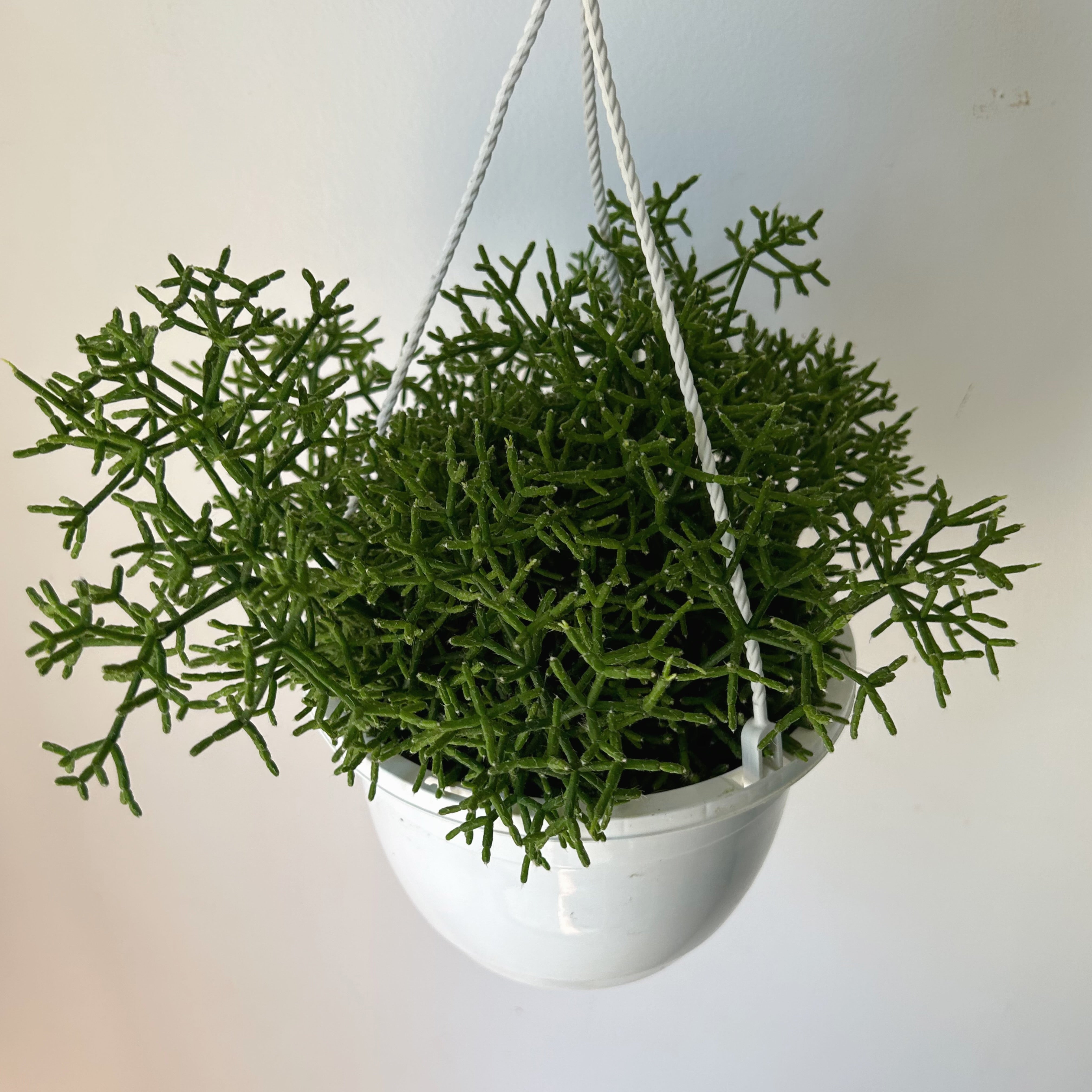 Rhipsalis Cereuscula 6”hanging basket
