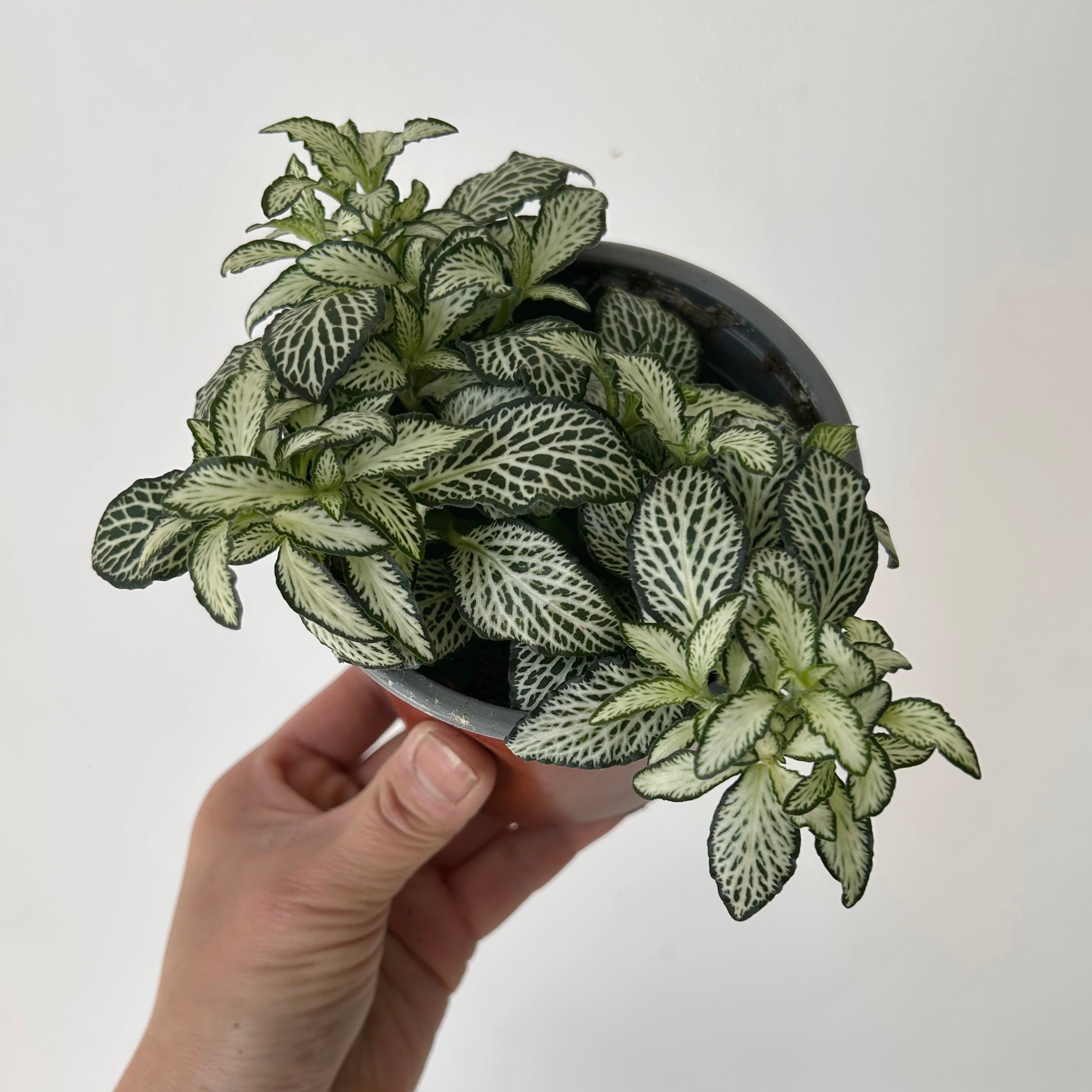 White Fittonia 4”pot