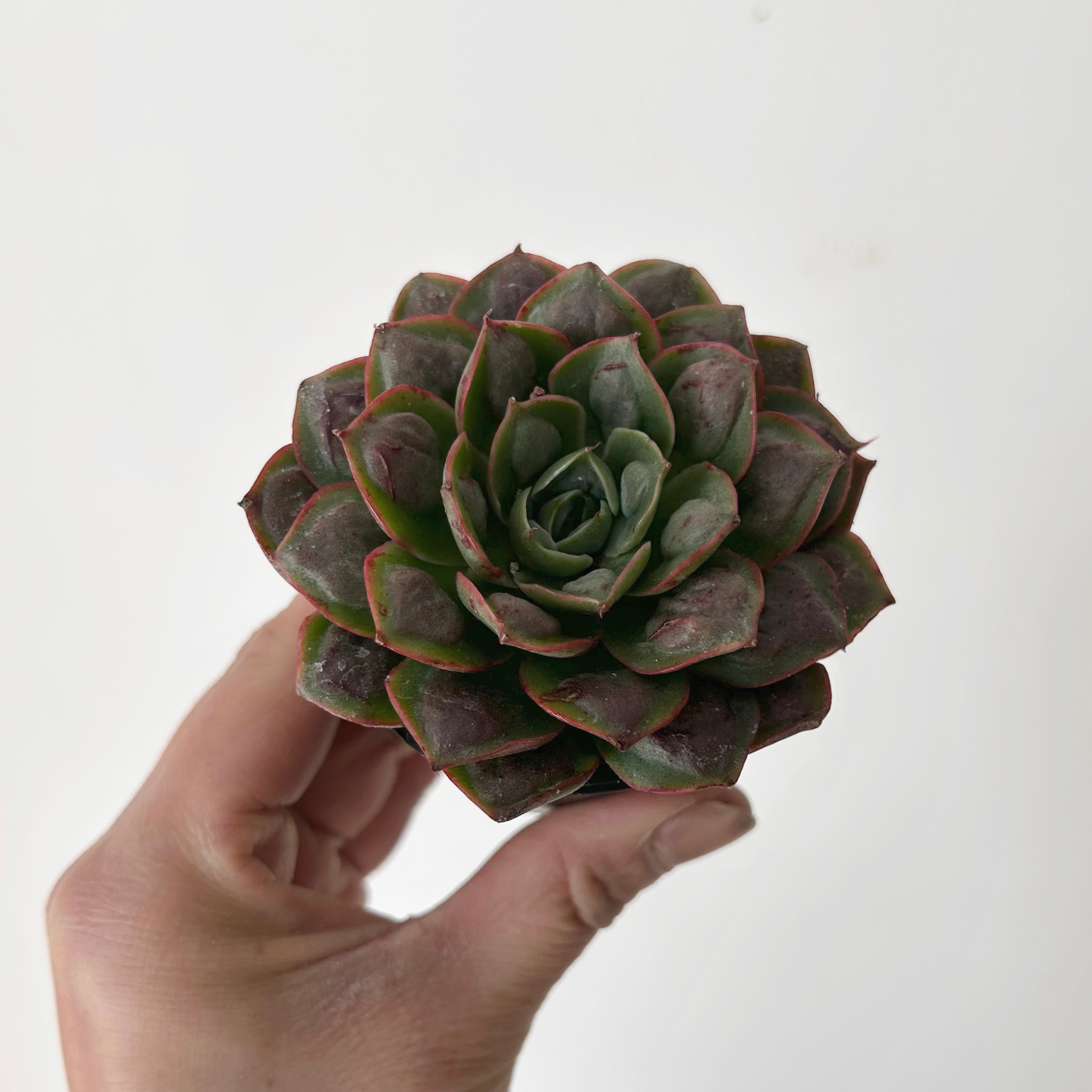Echeveria “Raindrop” 2.5”pot