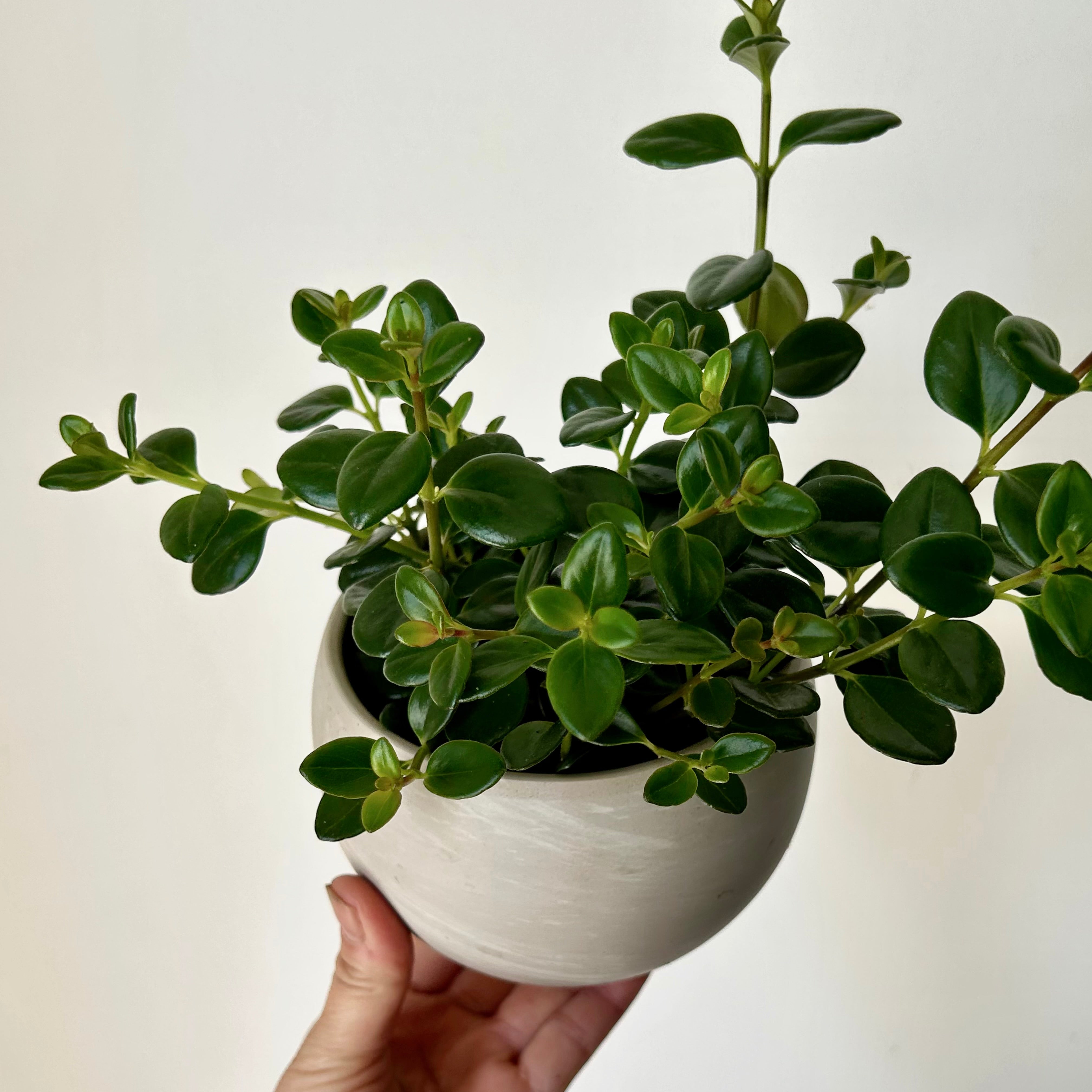 Goldfish Plant (Nematanthus) 3.5”p