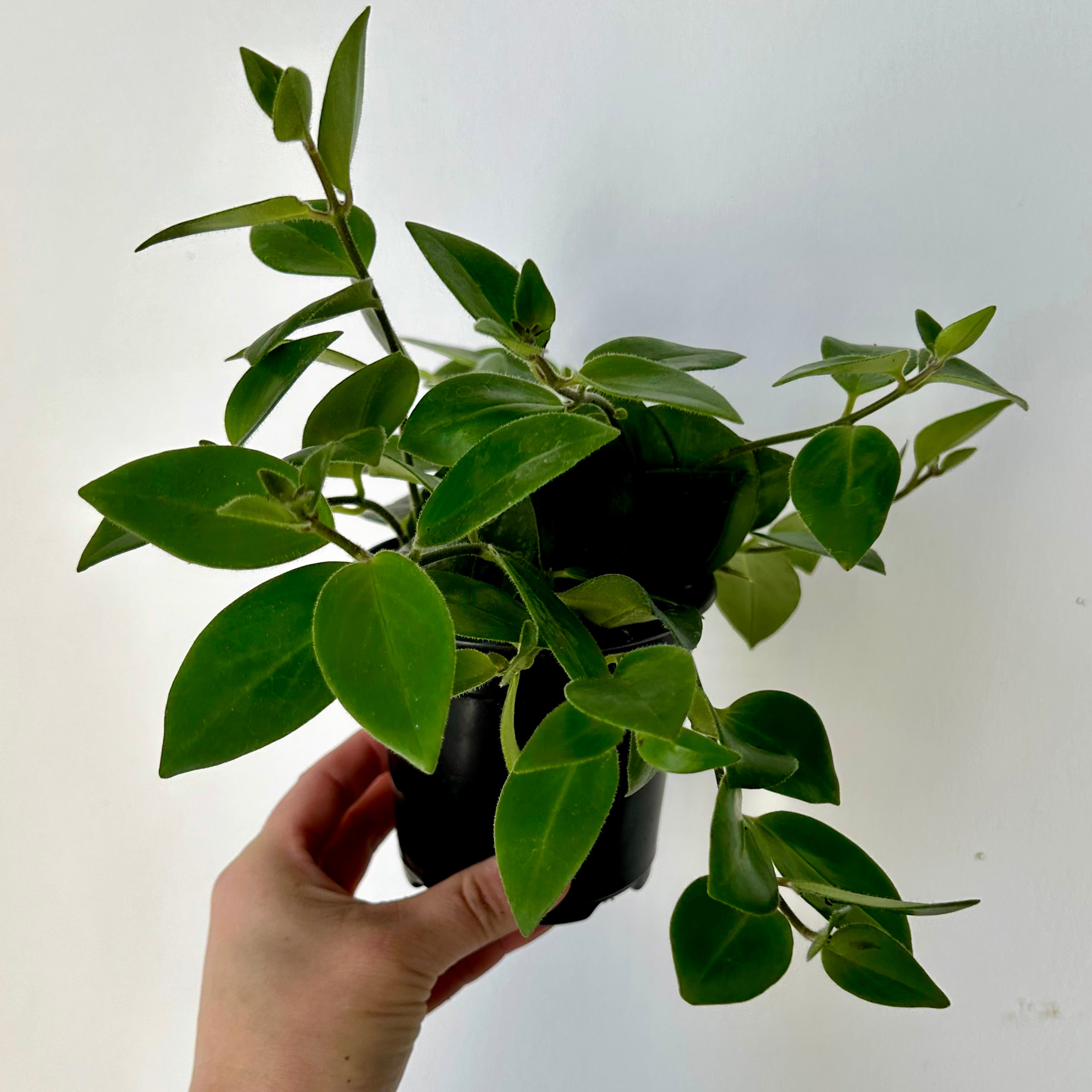 Mona Lisa Lipstick Plant (Aeschynanthus) 4”pot