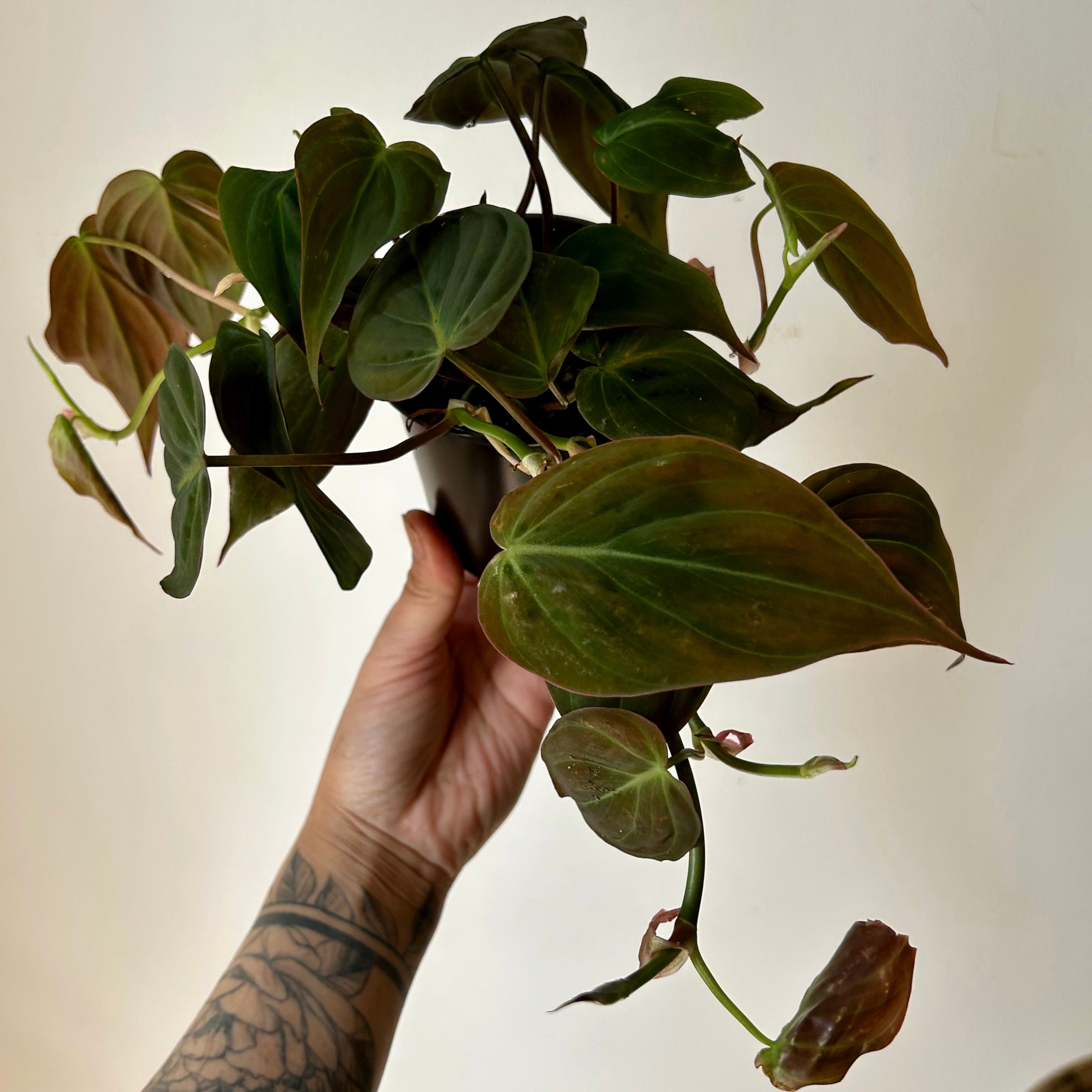 Philodendron Micans 3.5”pot