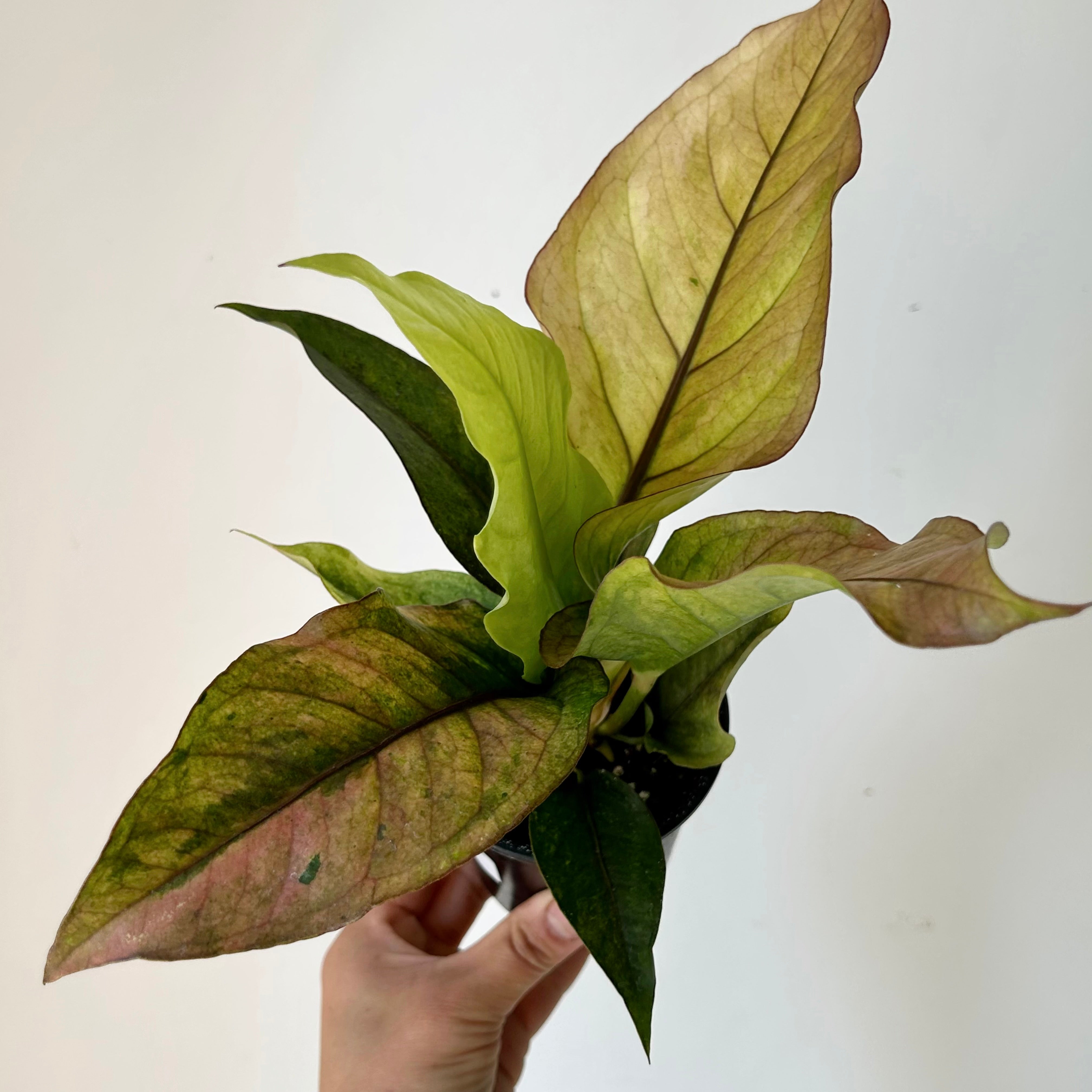 Variegated Anthurium hookeri “Renaissance” 3.5”pot