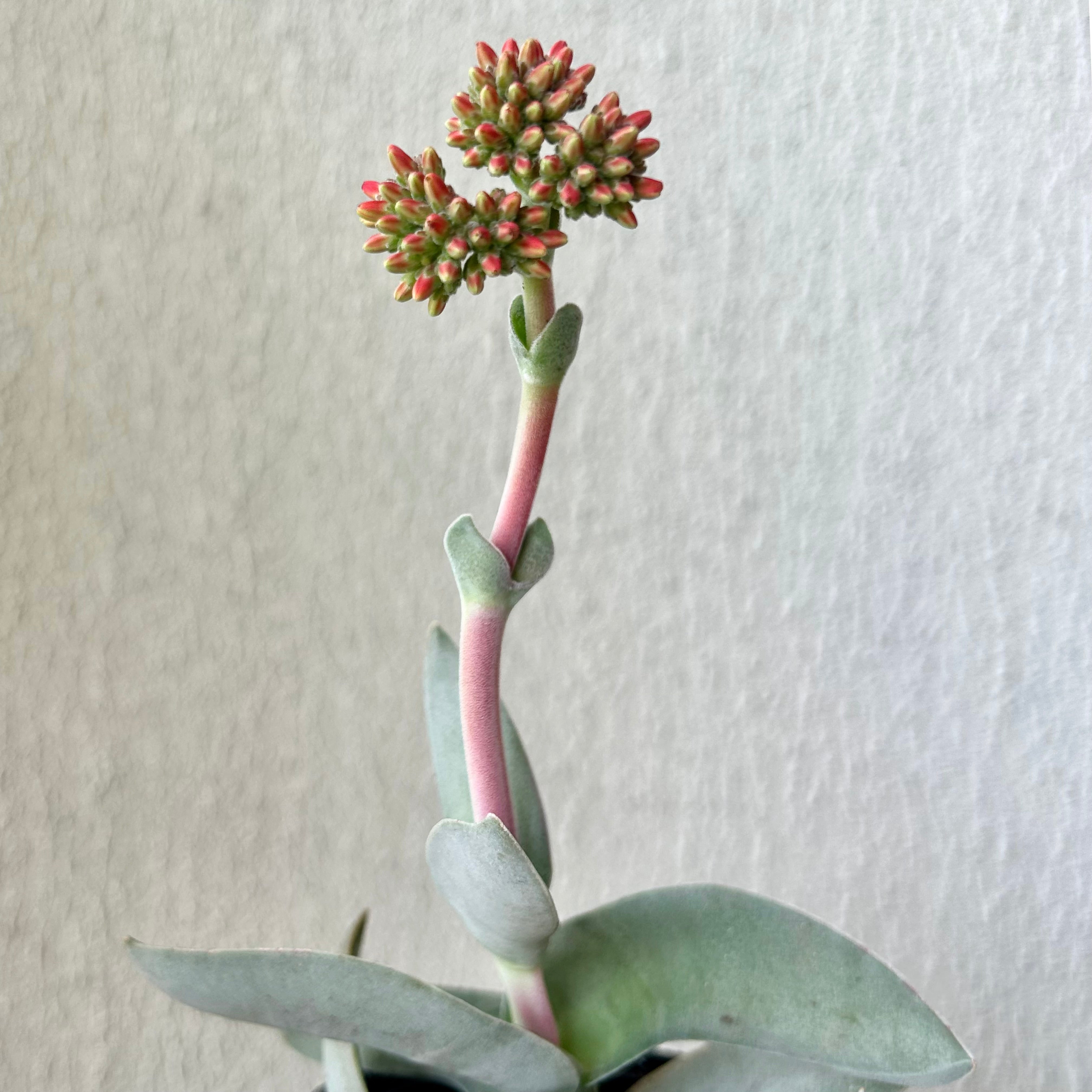 Propeller Succulent (Crassula falcata) 3.5”pot