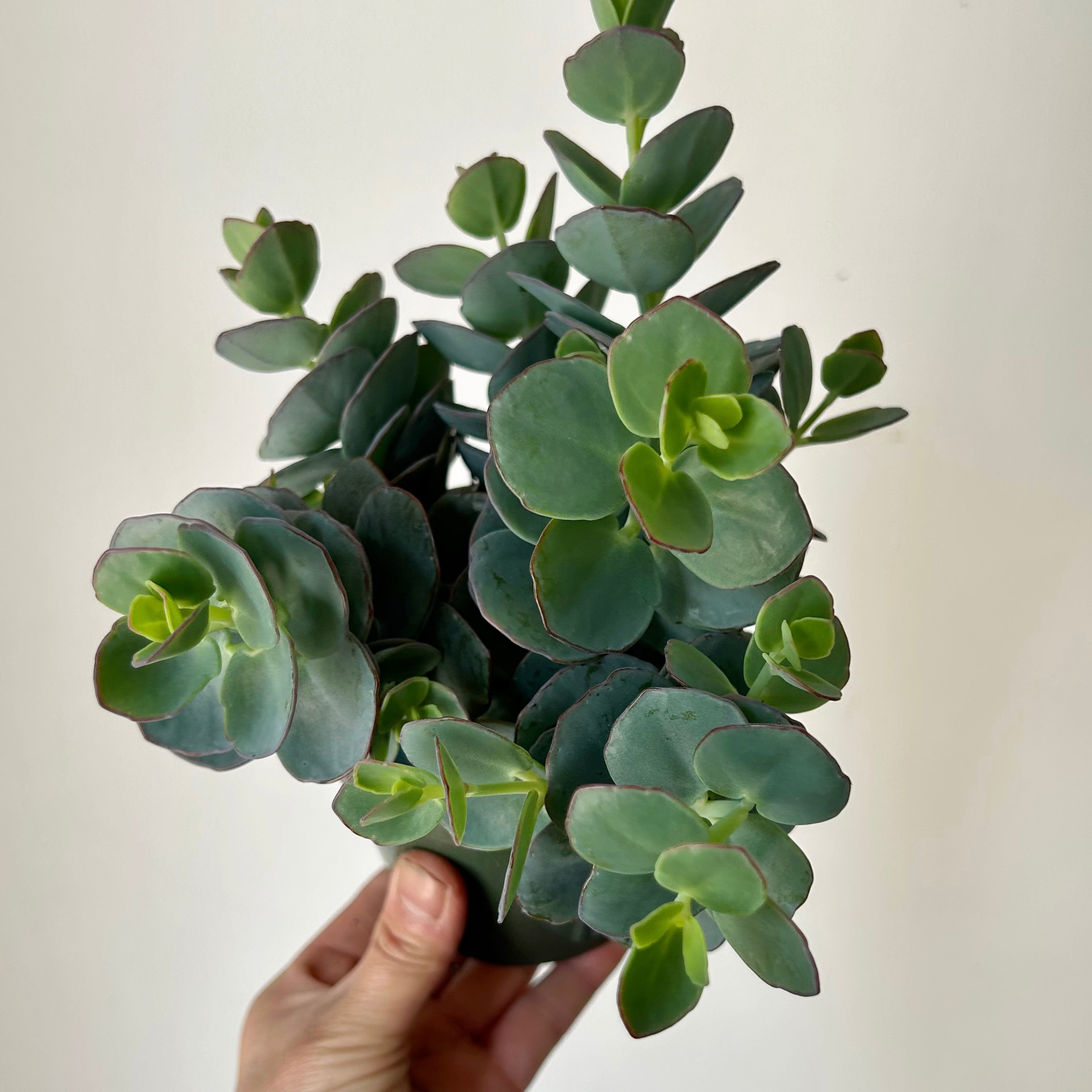 Kalanchoe panamensis 4” pot