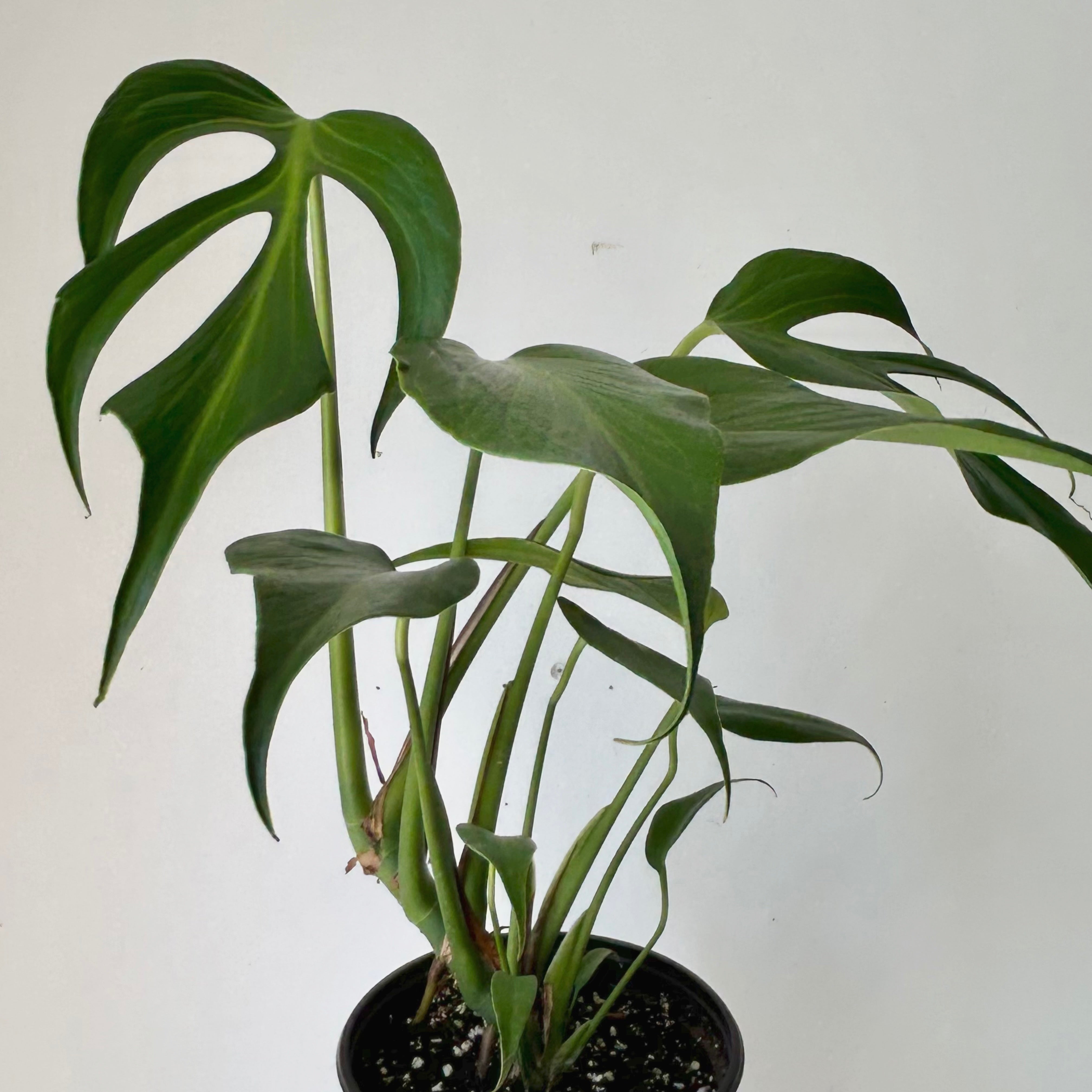 Monstera burle marx flame 6” pot