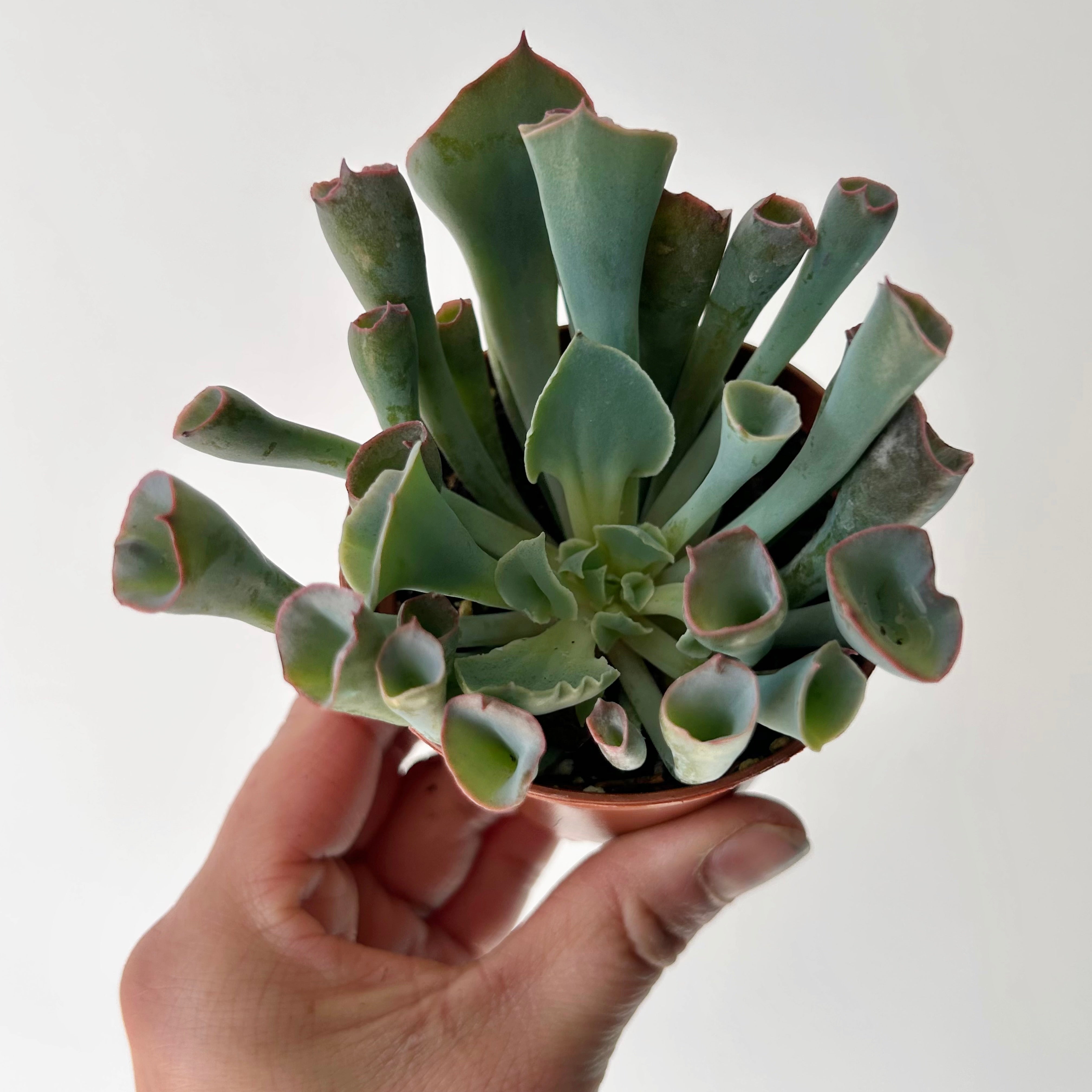 Echeveria “Trumpet Pinky” 3”pot