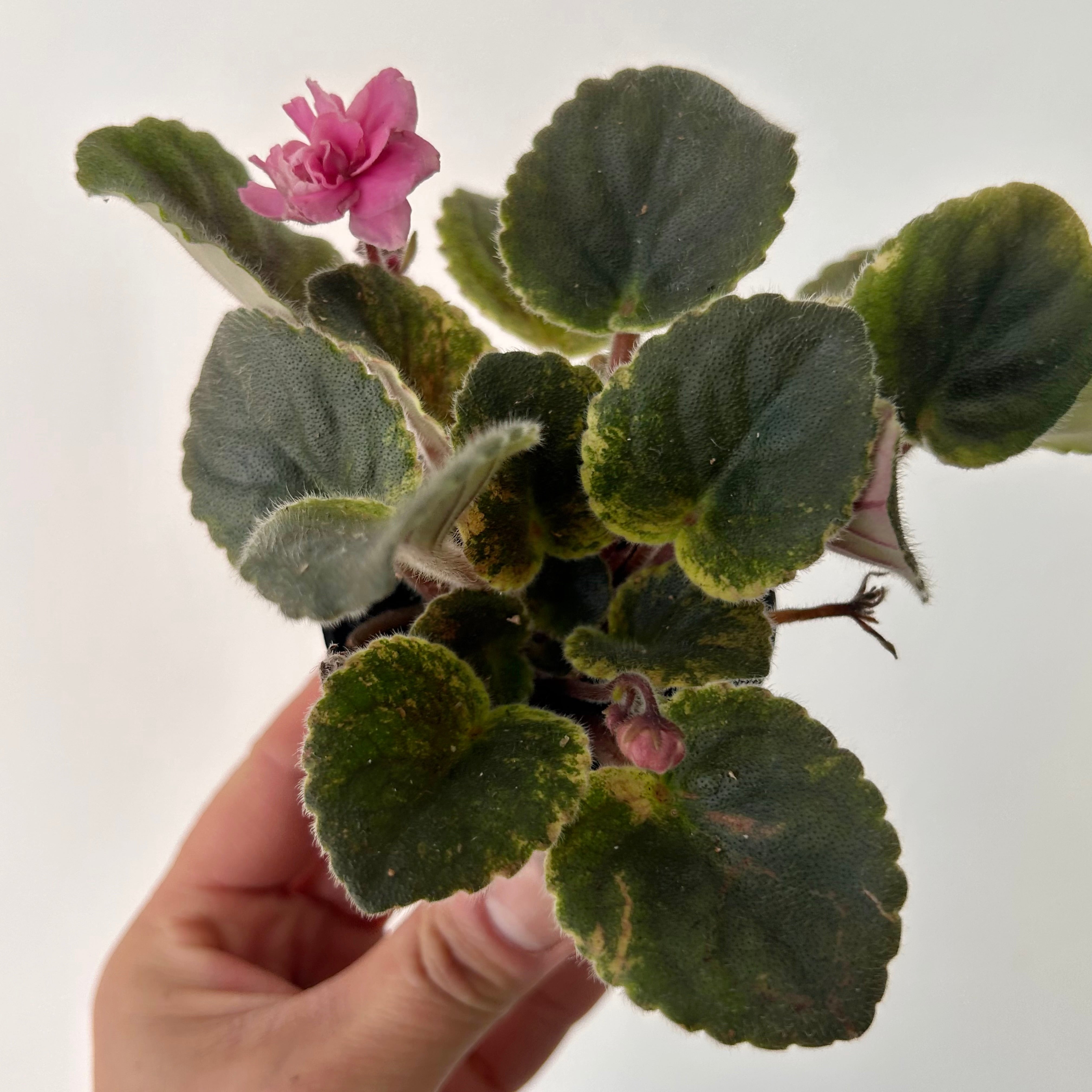 Variegated african violet (saintpaulia) 2.5” pot