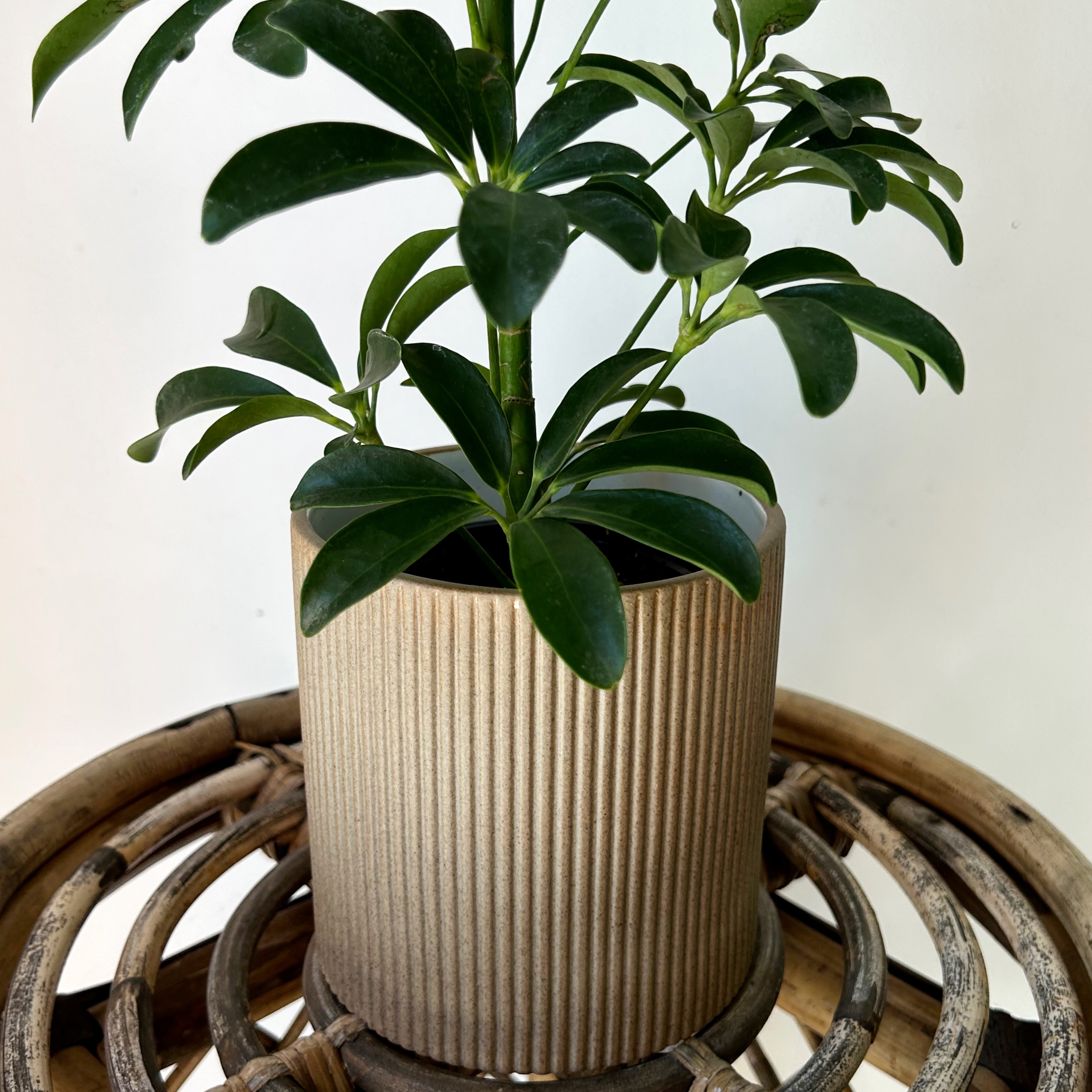 MORRIGAN Decorative pot (4.25”x4.25”)