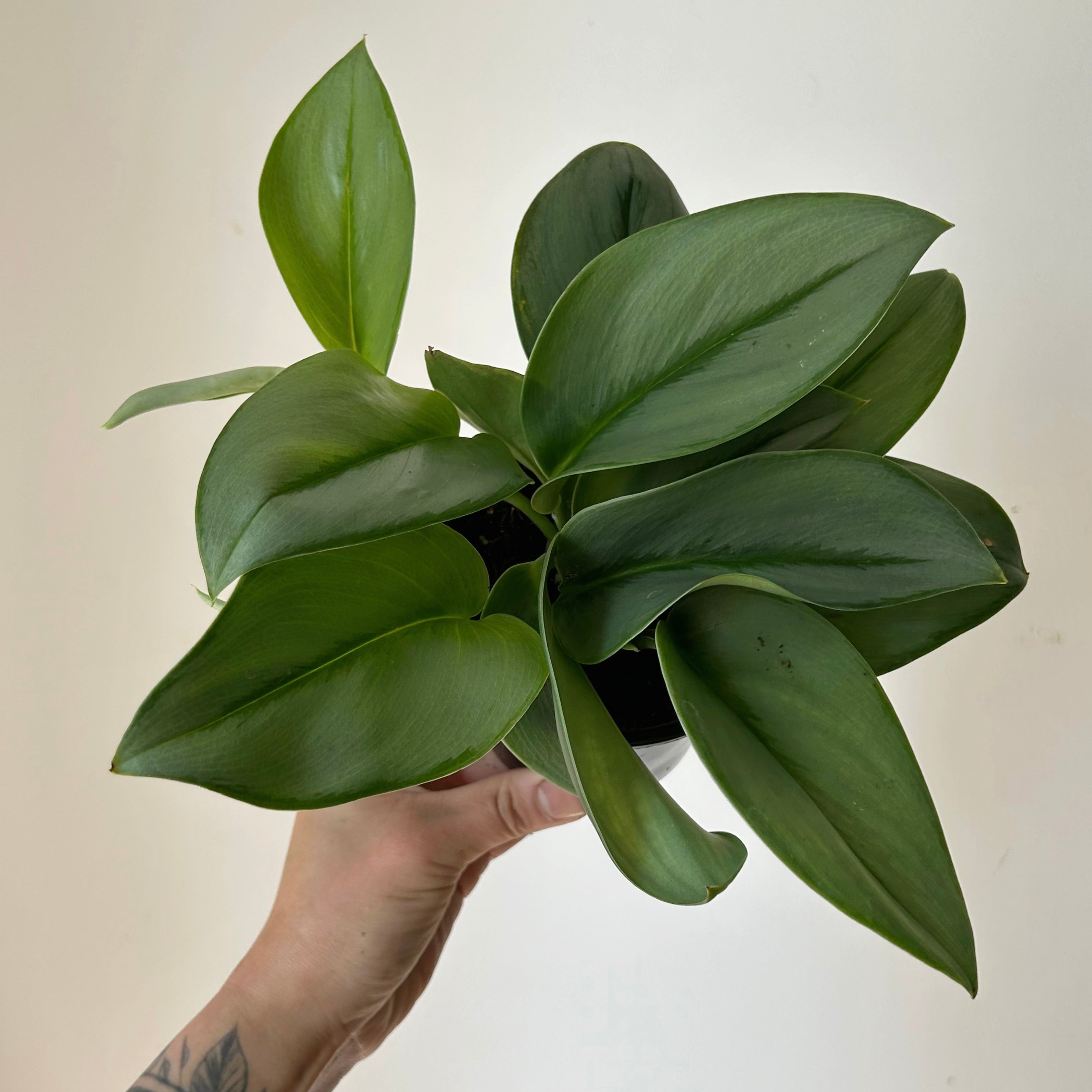 Scindapsus treubii "Moonlight" 4” pot