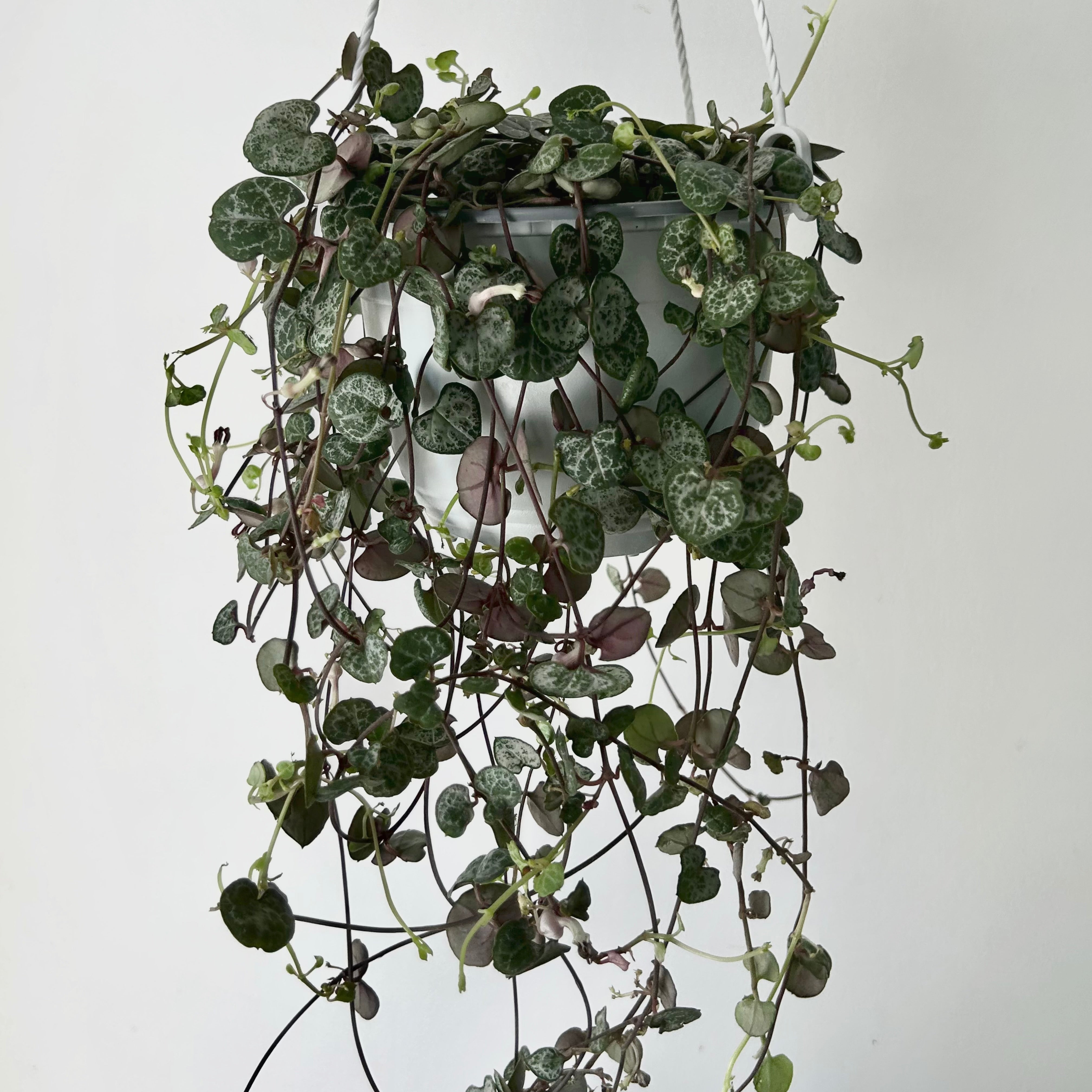 String of Hearts 6” hanging basket