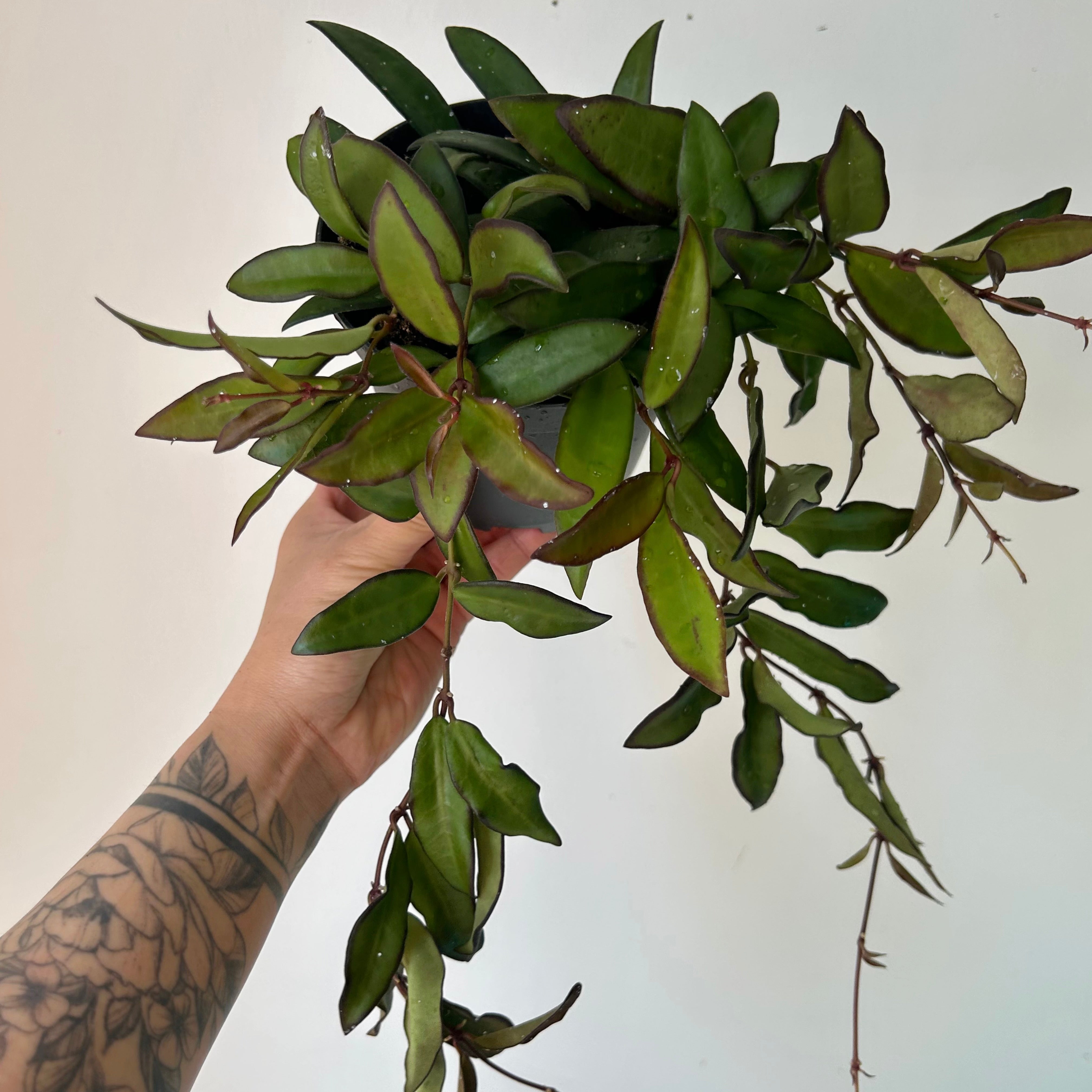 Hoya Rosita (H.wayetii X H.tsangii) 5”pot