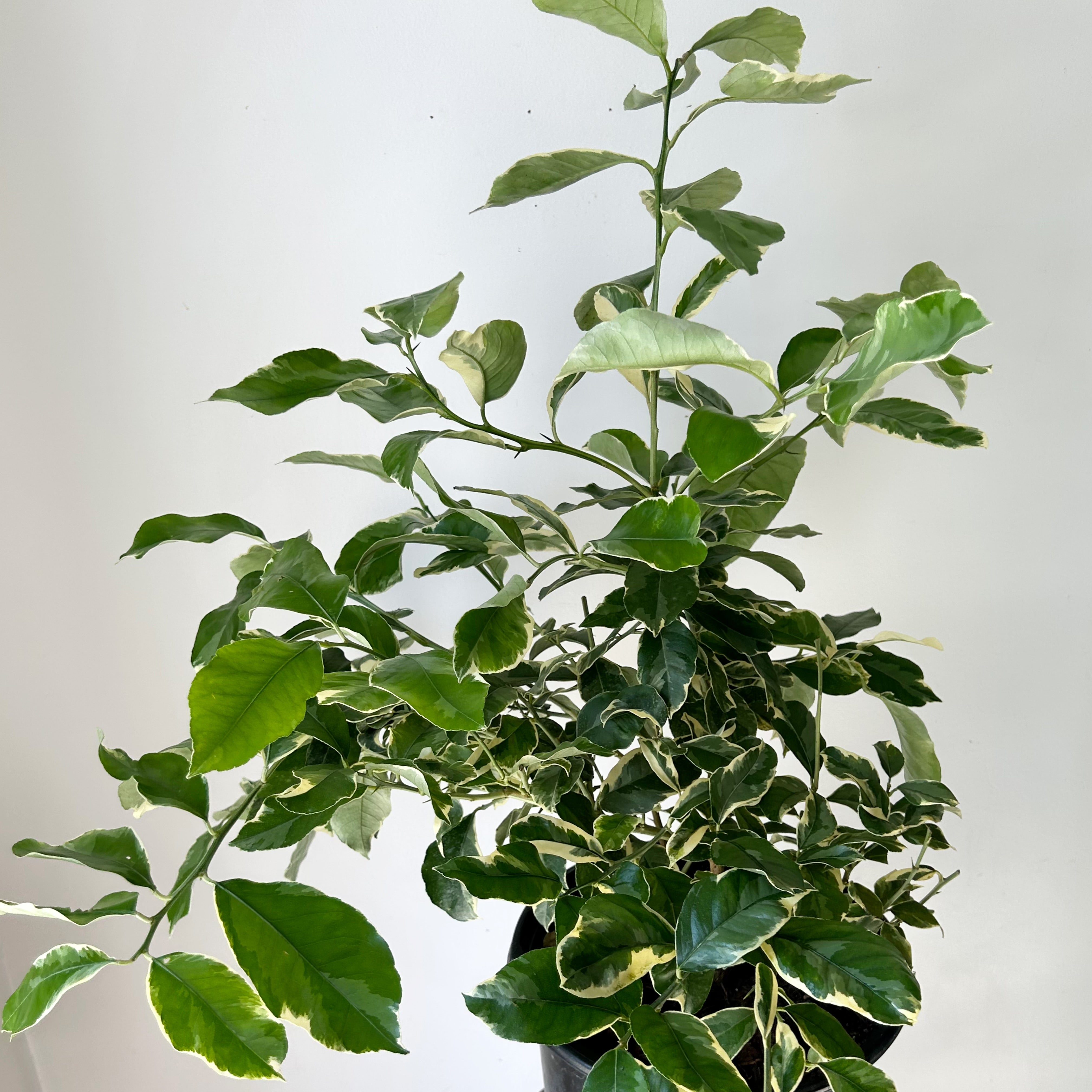 Variegated Lemon Citrus Bush approximately 3ft tall in 10” pot
