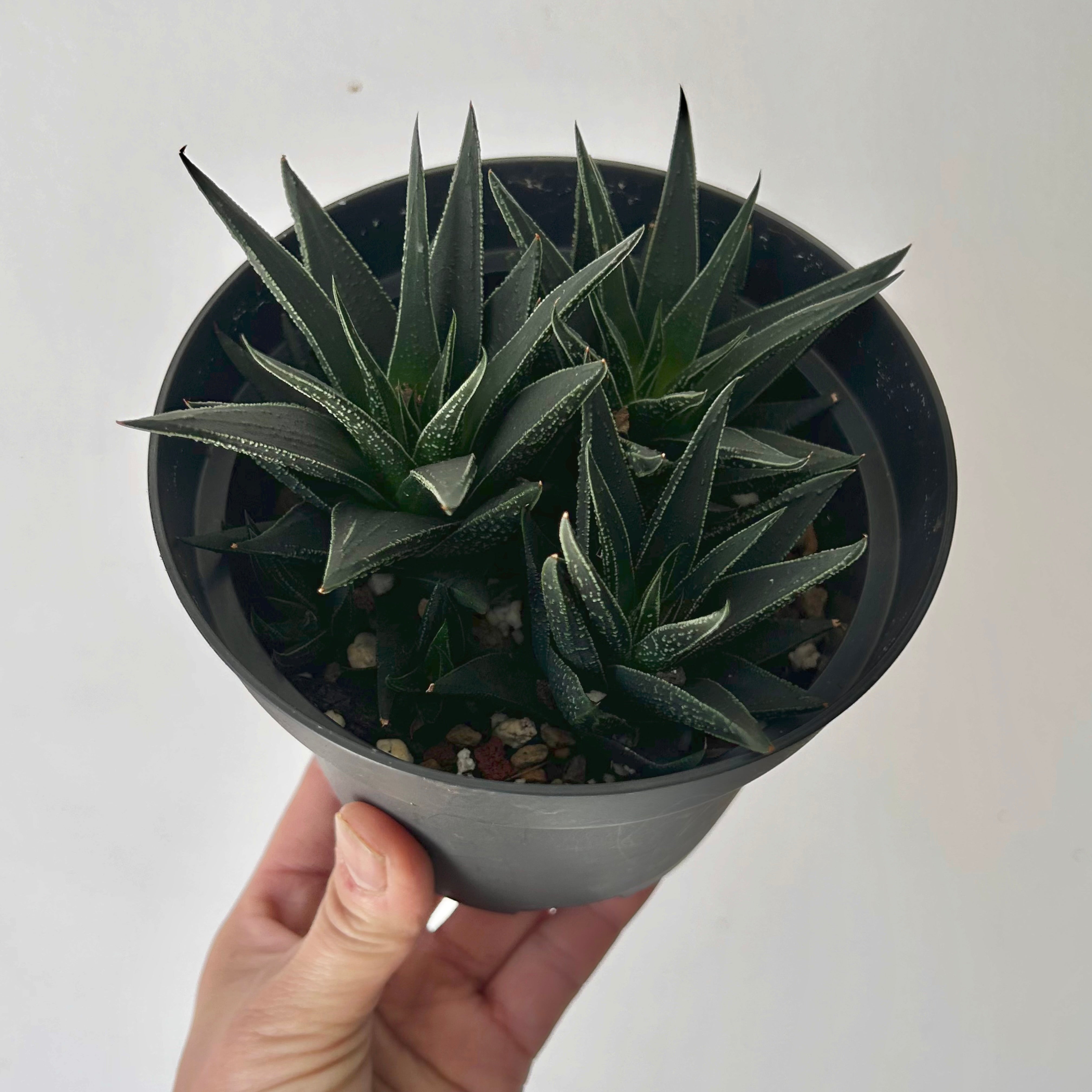 Haworthia herbacea 5” pot