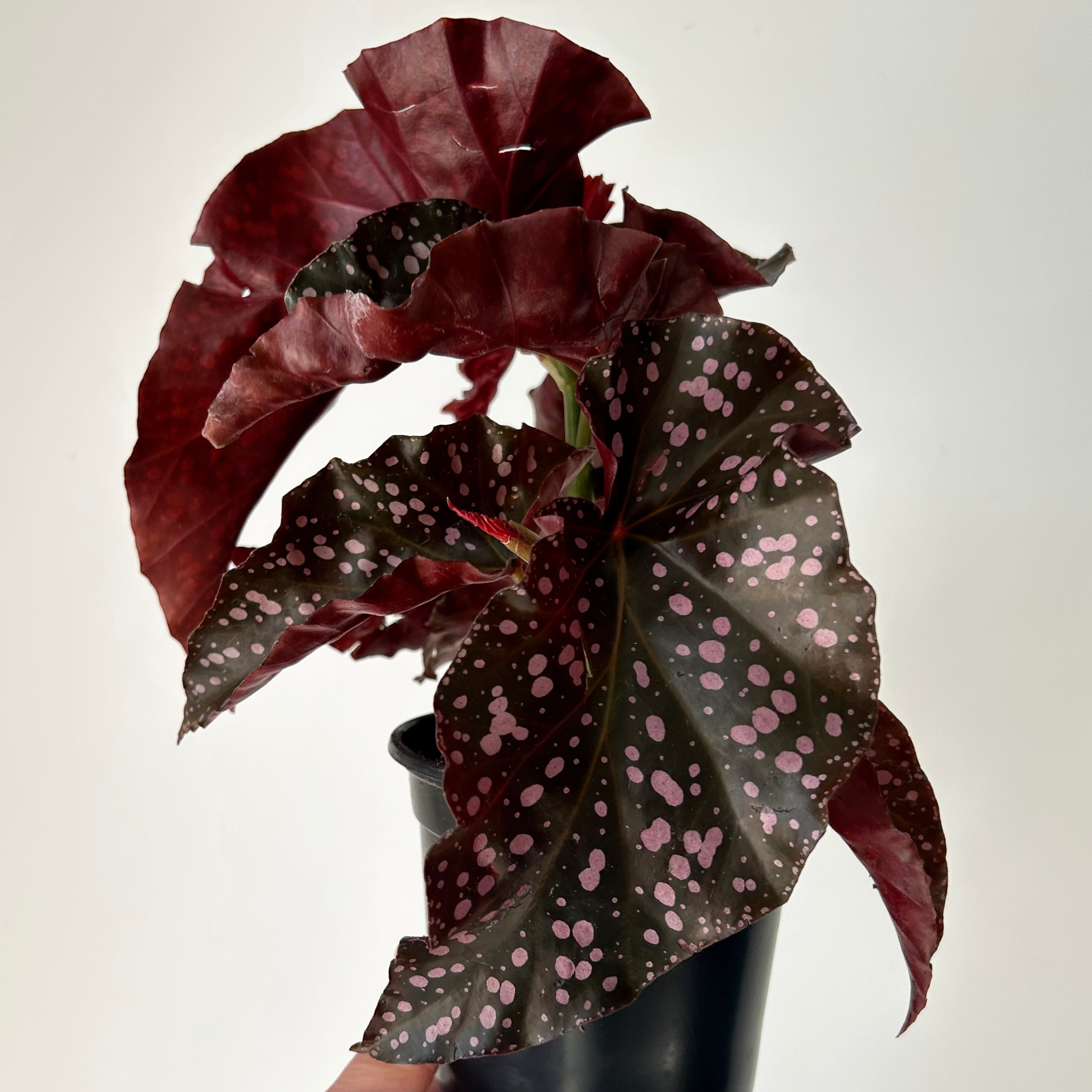 Begonia "Crackling Rosie" 4”pot