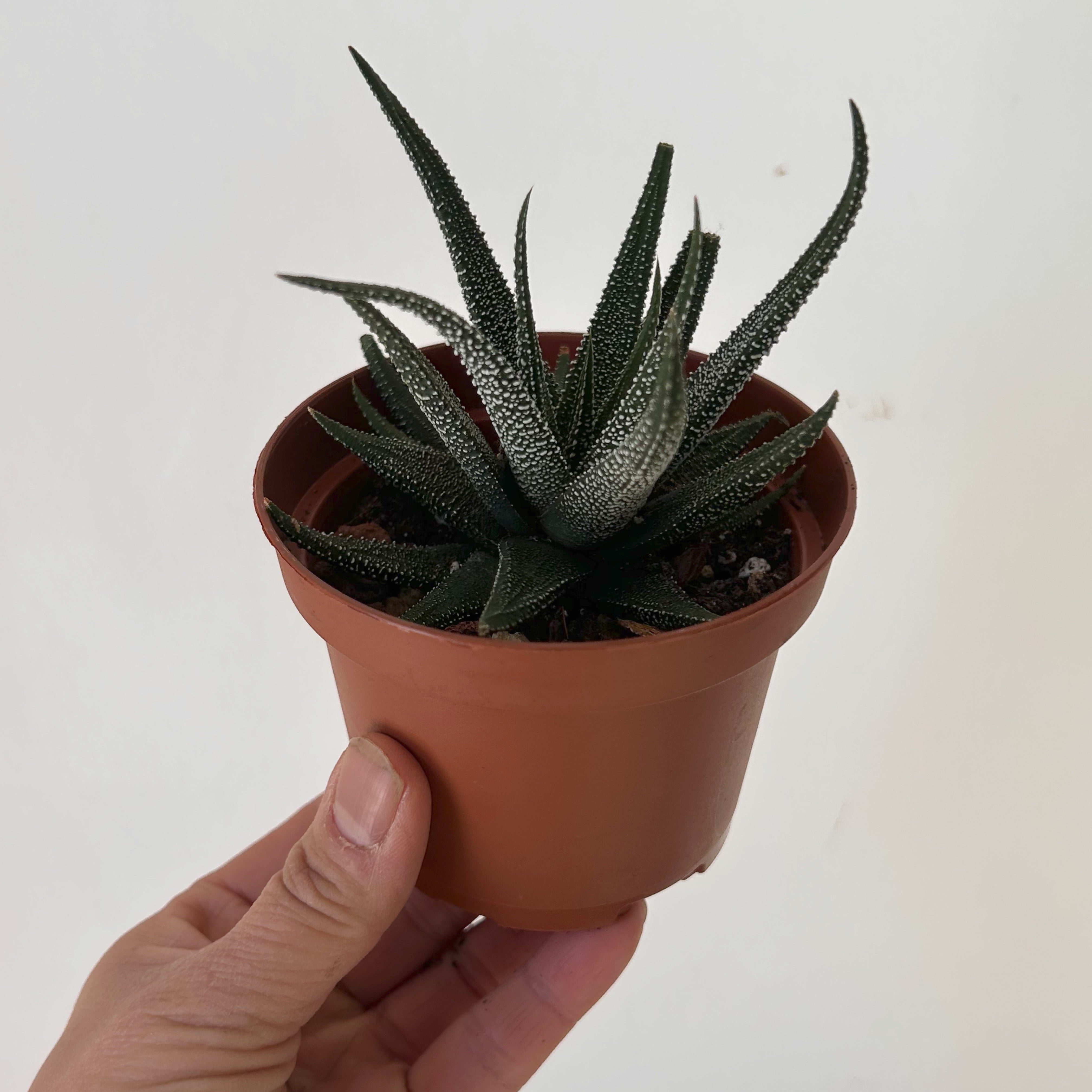 Haworthia Concolour 3.5”pot