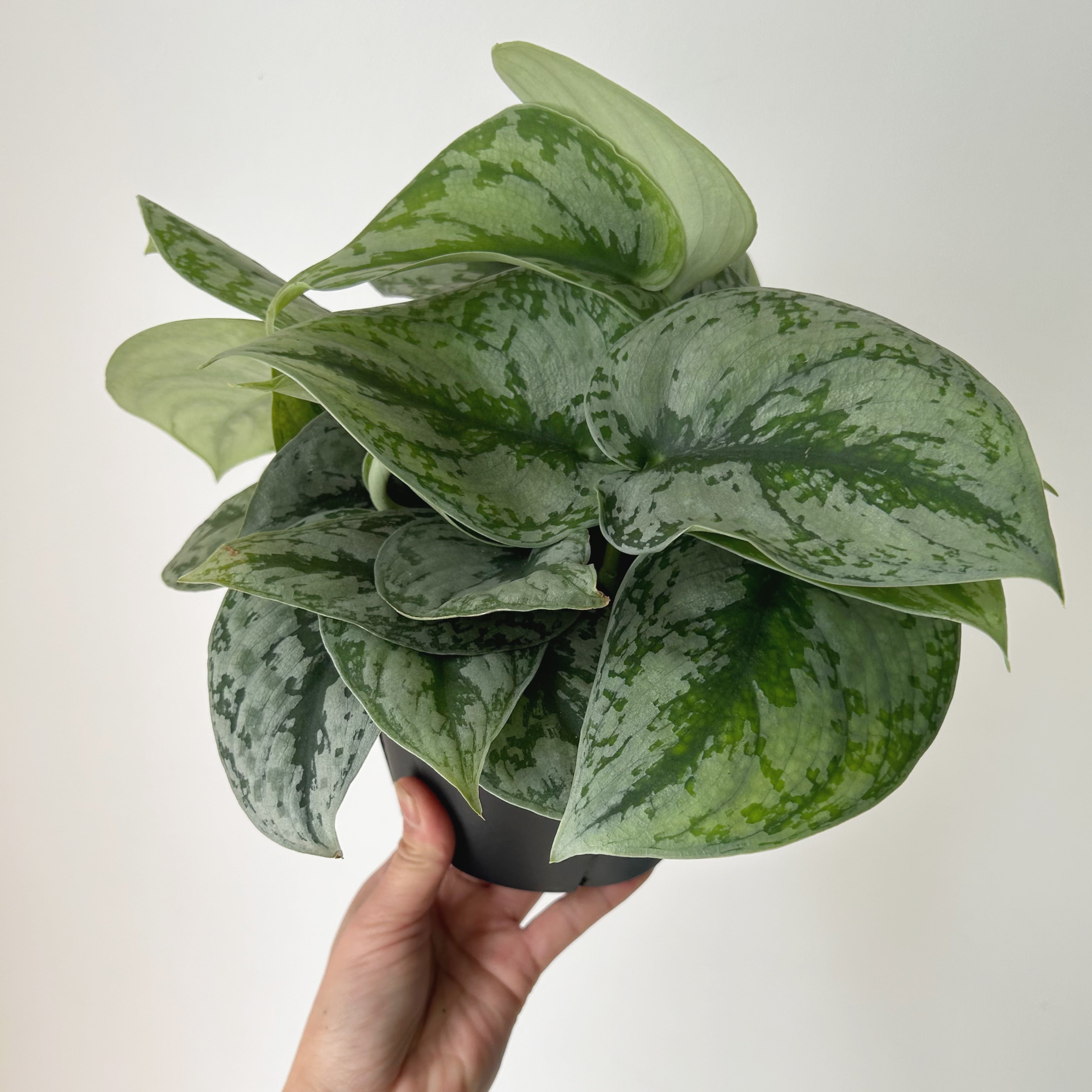 Scindapsus Exotica 6” pot
