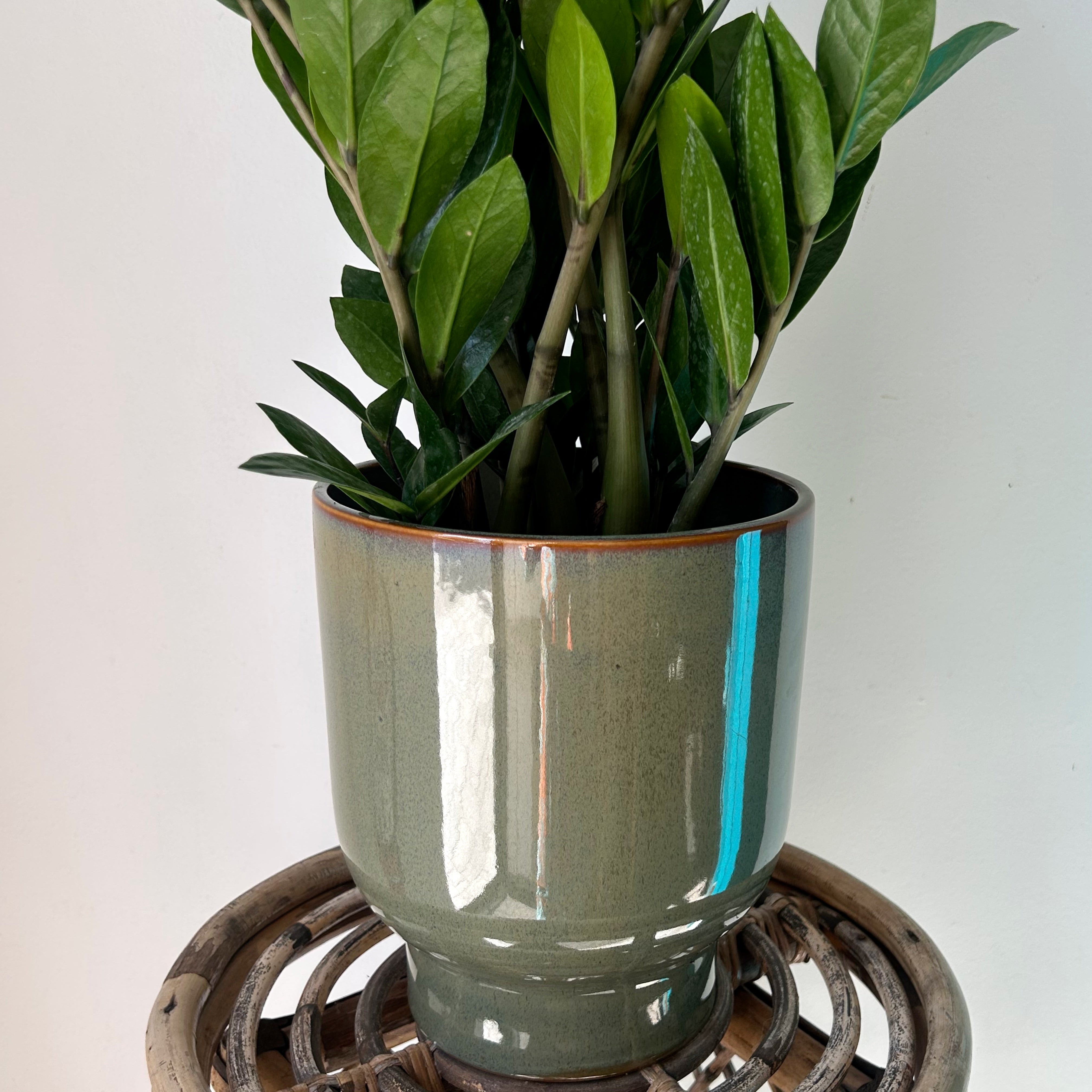 ELLIOT Glossy Raised Decorative Pot (7”x8”) available in two colours