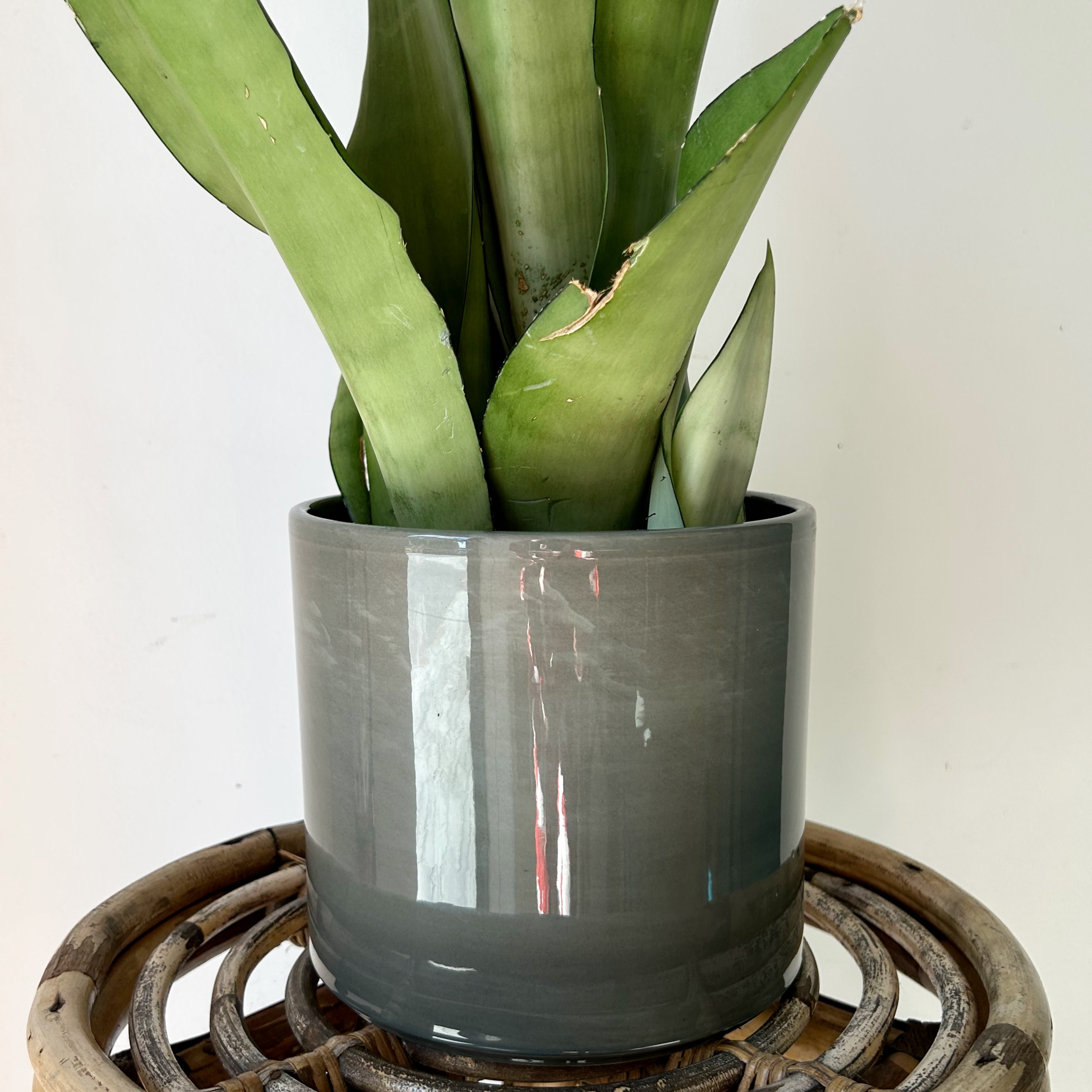 PILLAR Glossy Decorative Pot (6.5"X6") available in 3 colours