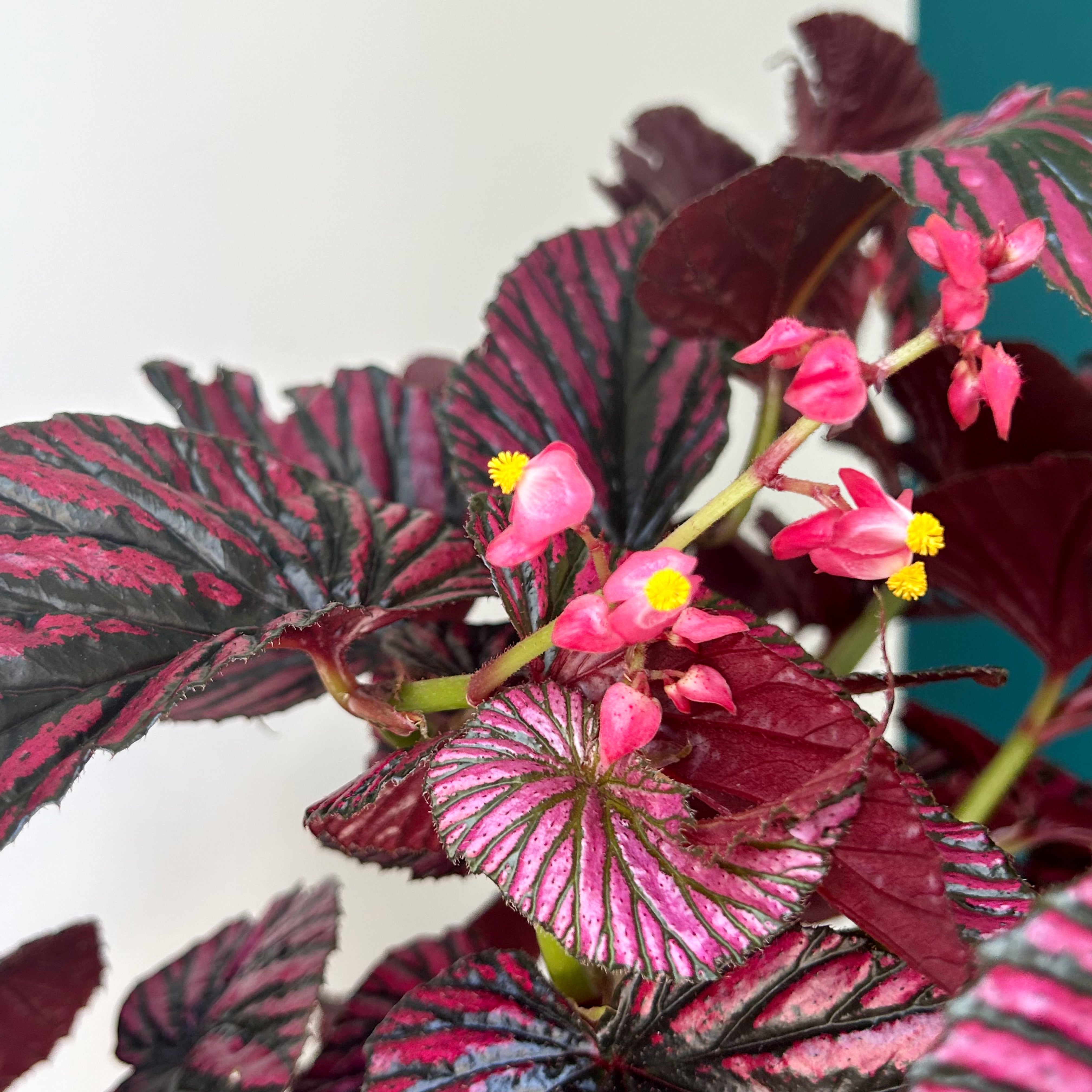 Begonia brevirimosa 4”pot