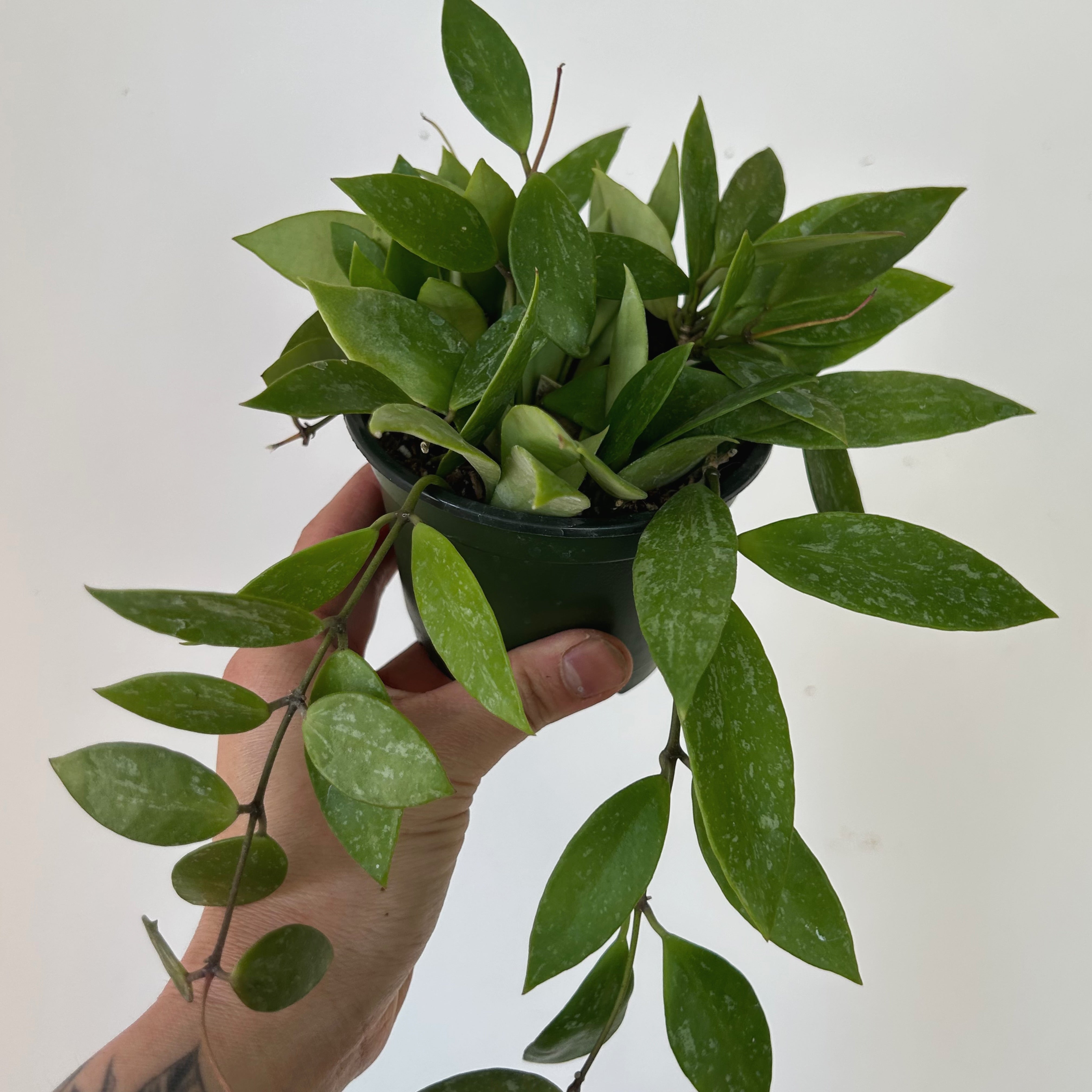 Hoya Memoria Gracilis 4”pot