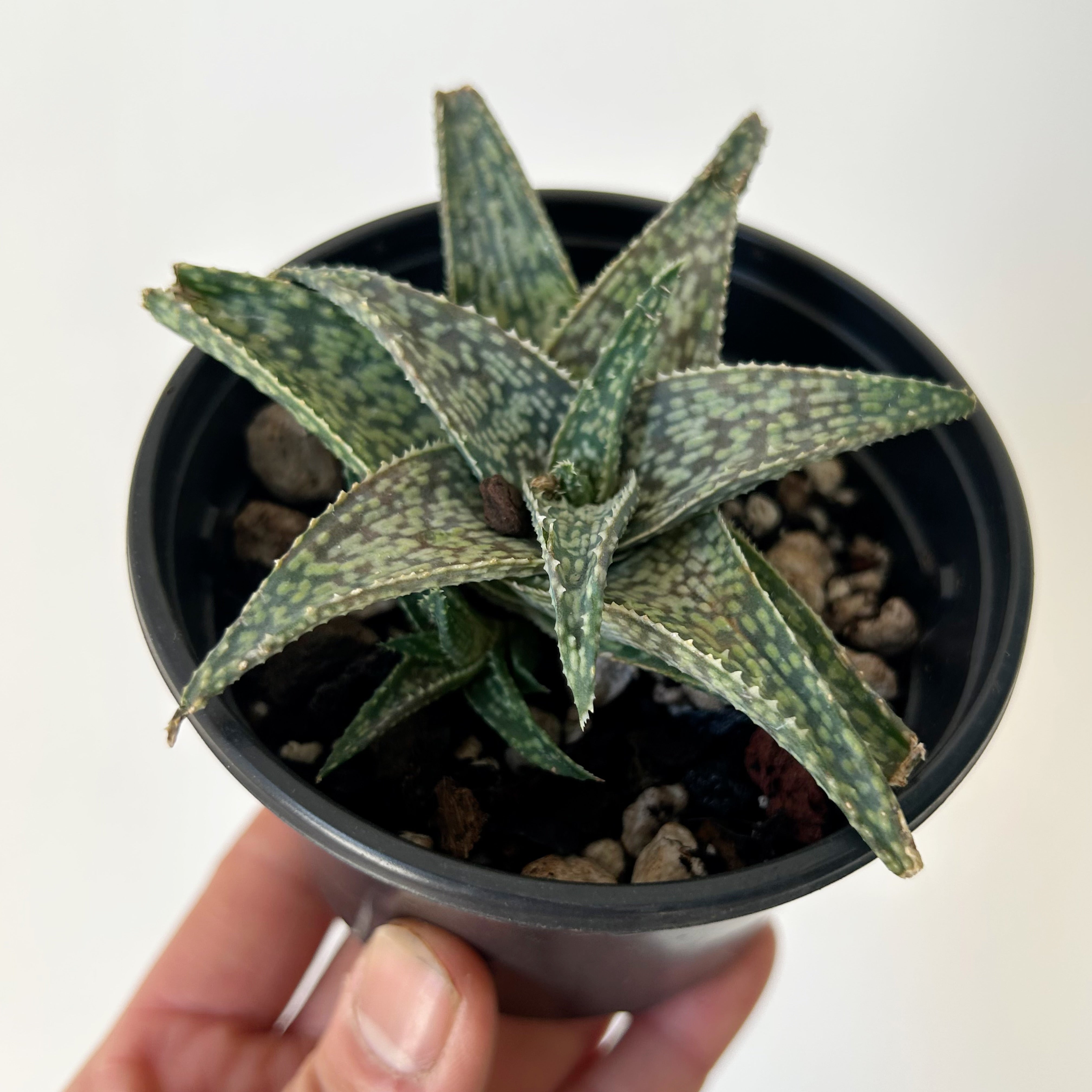 Aloe “White Fox” 3.5”pot