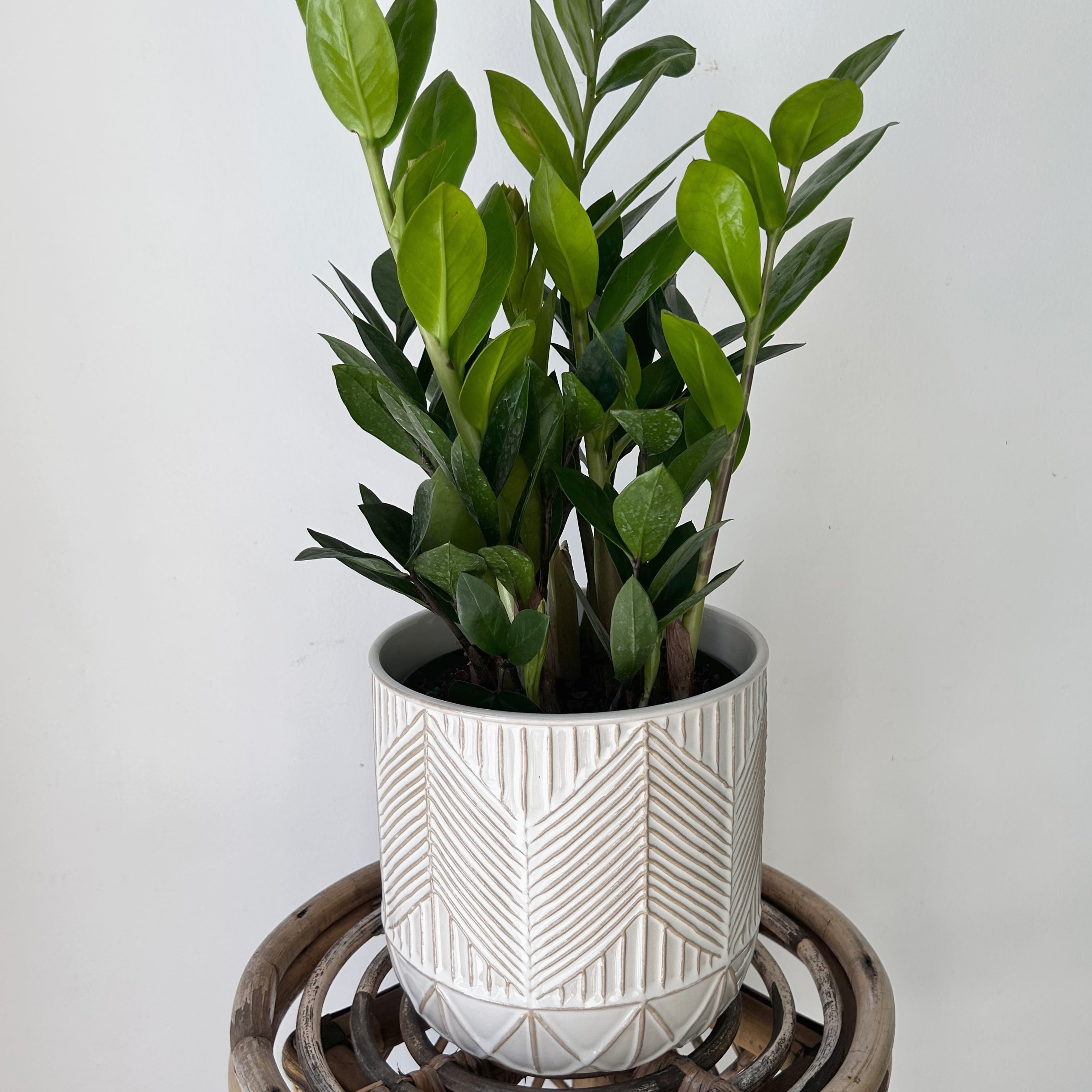 WHITCOMB decorative pot (7”x7”)