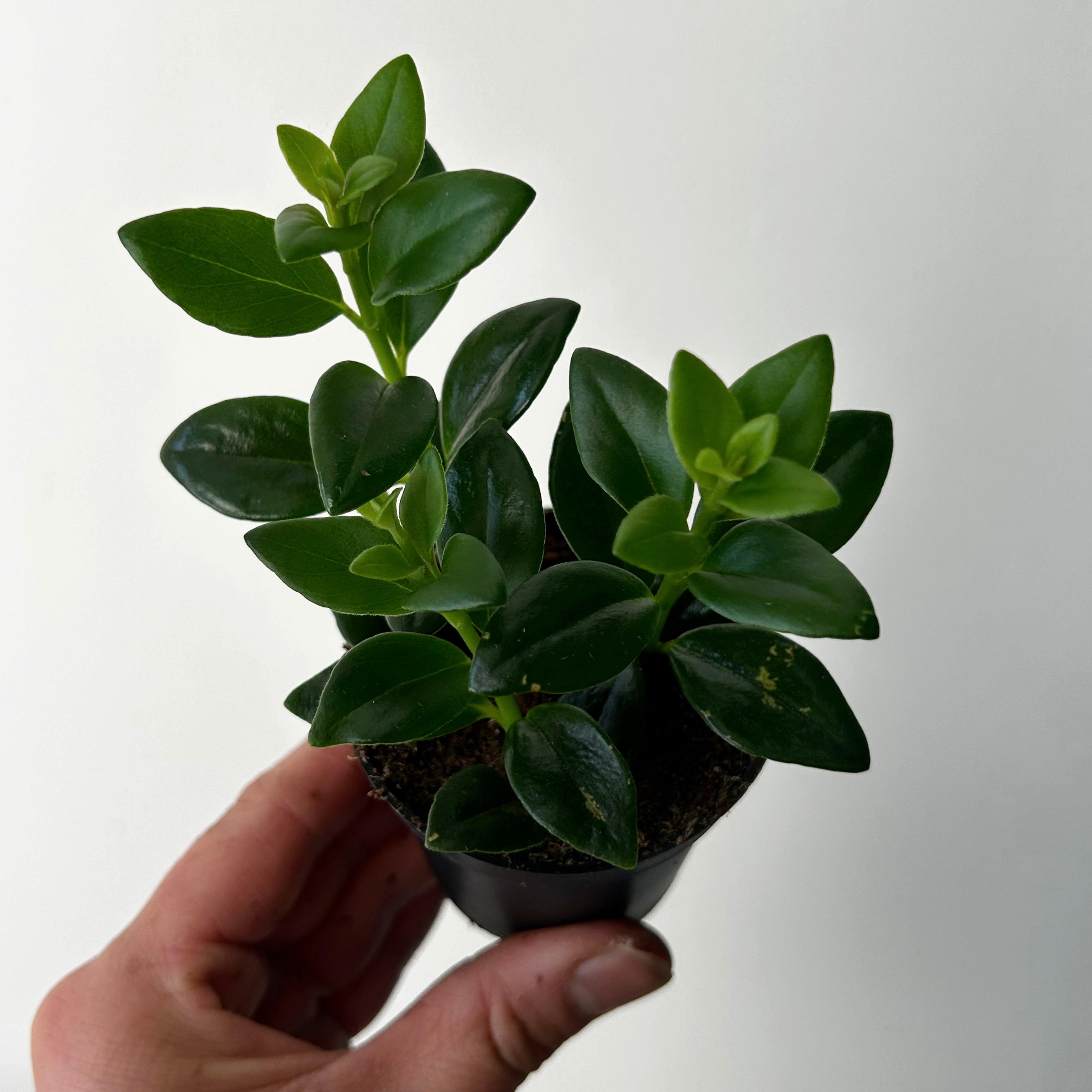 Goldfish Plant (Nematanthus) 2.5”pot