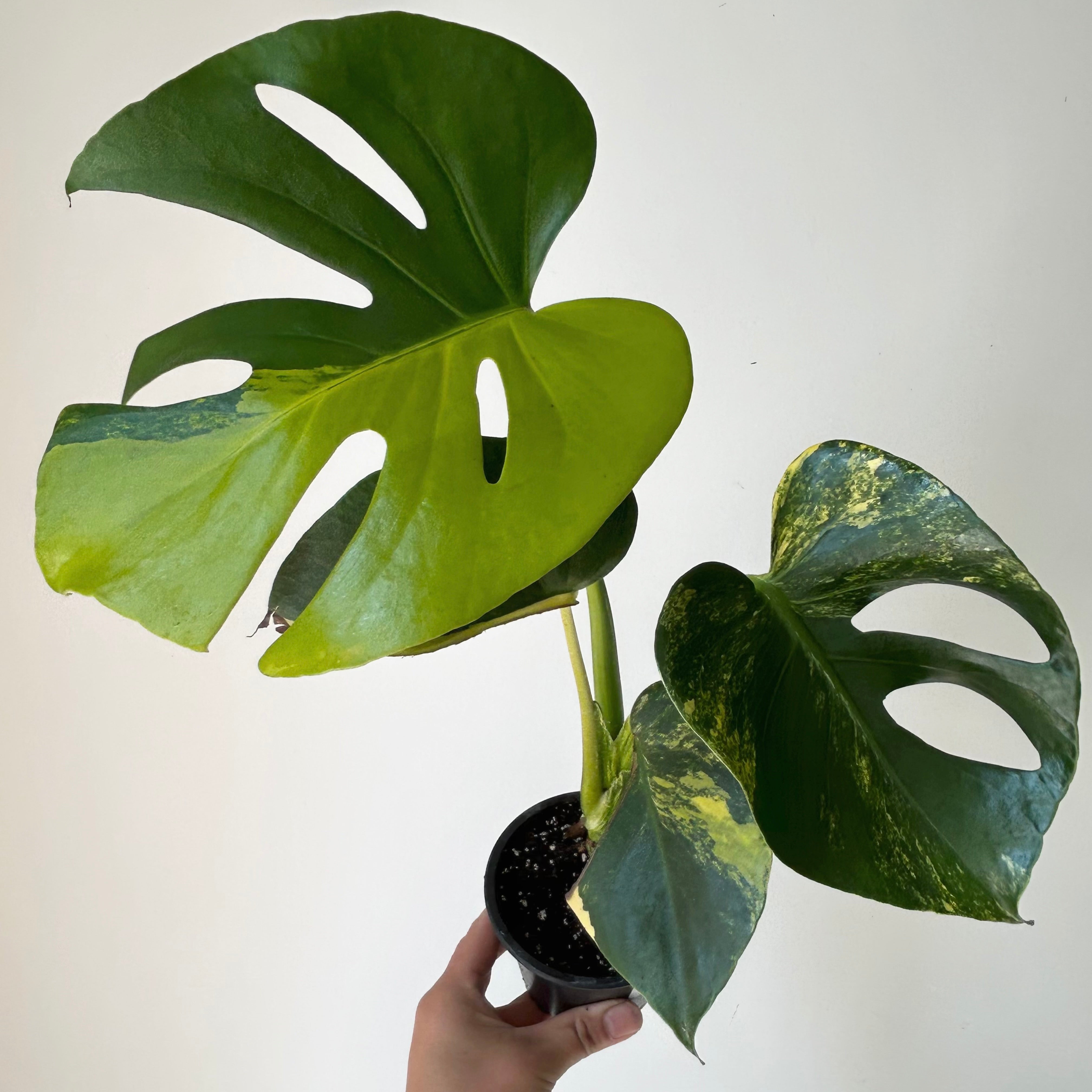 Monstera Variegata Aurea 3.5”pot