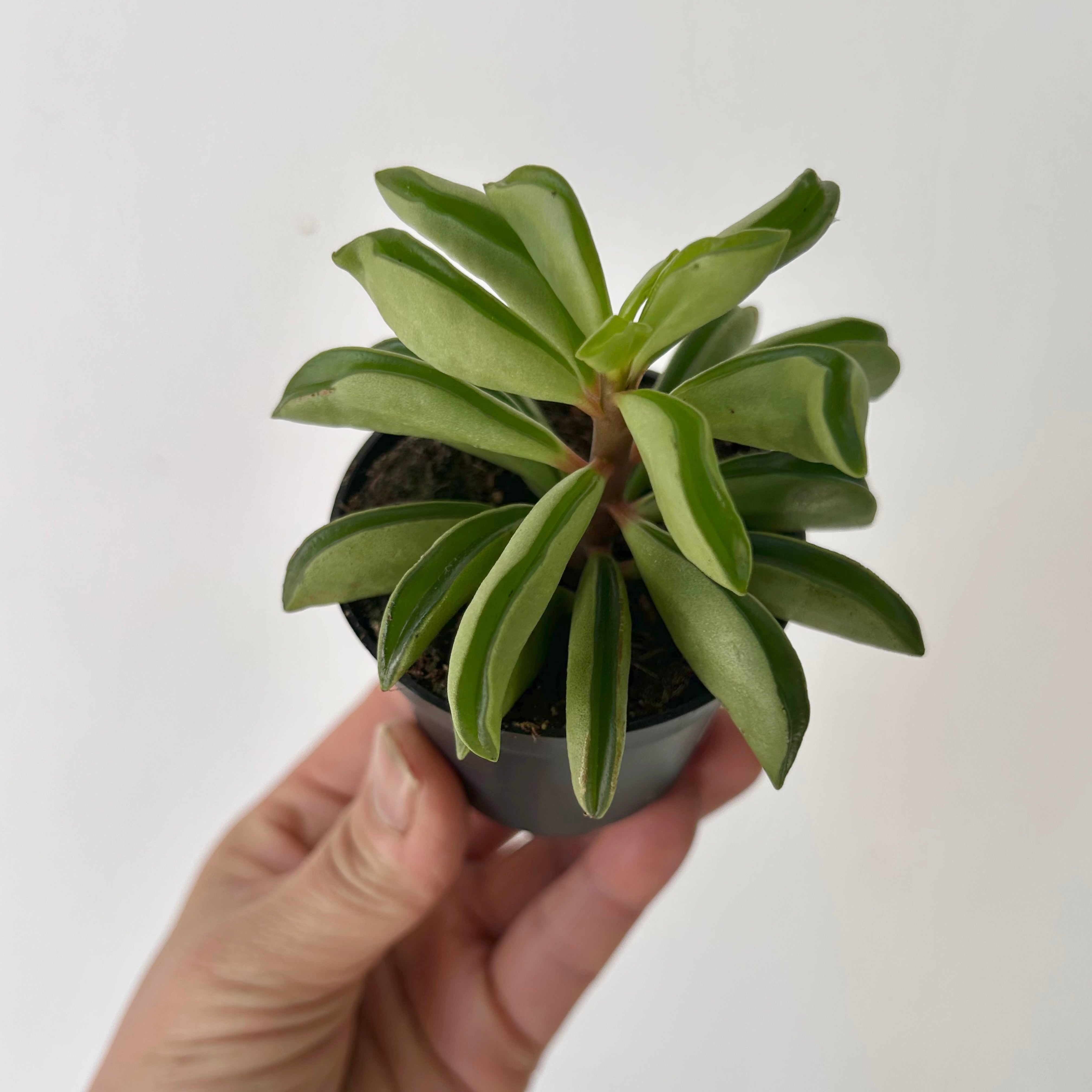Peperomia dolabriformis 2.5”pot