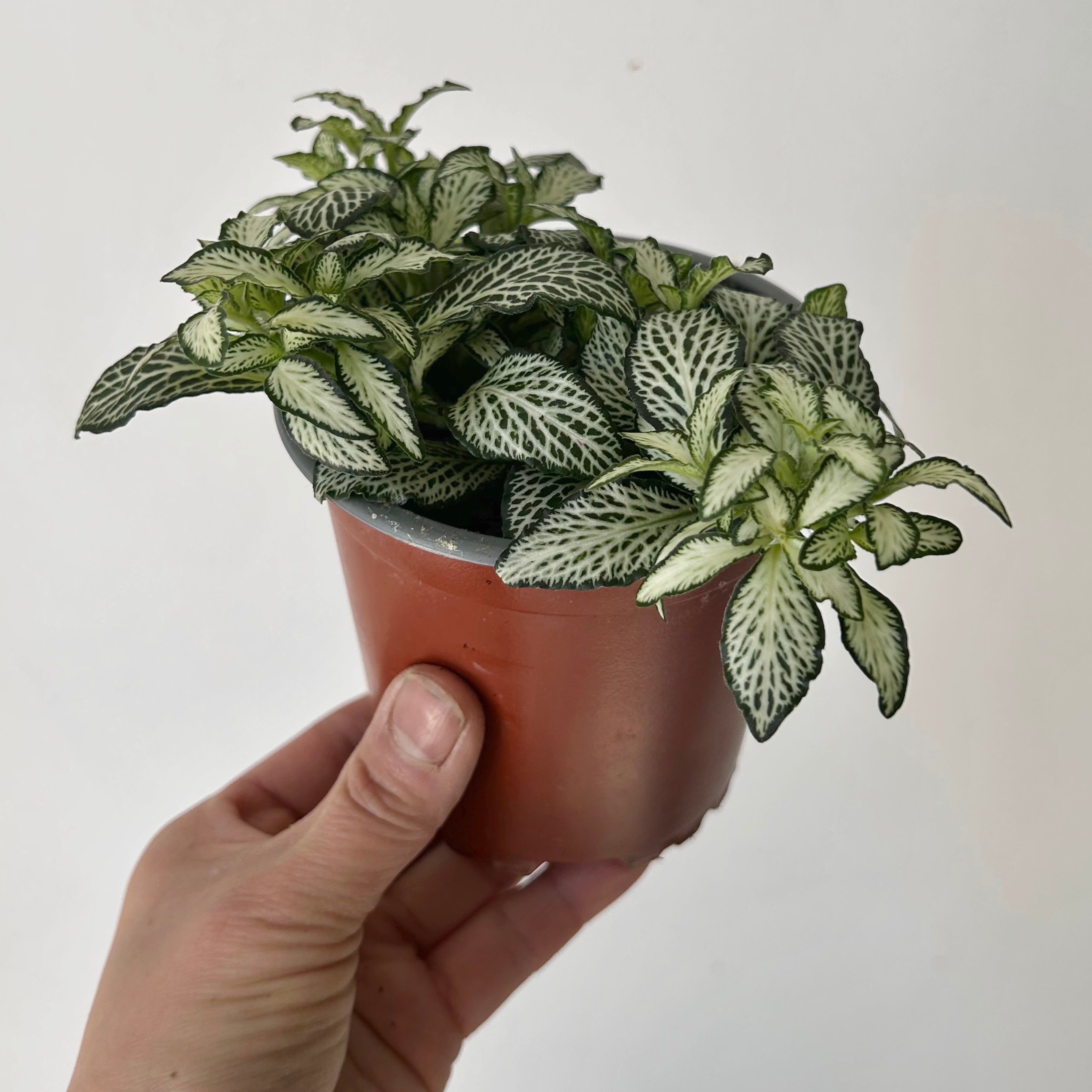 White Fittonia 4”pot