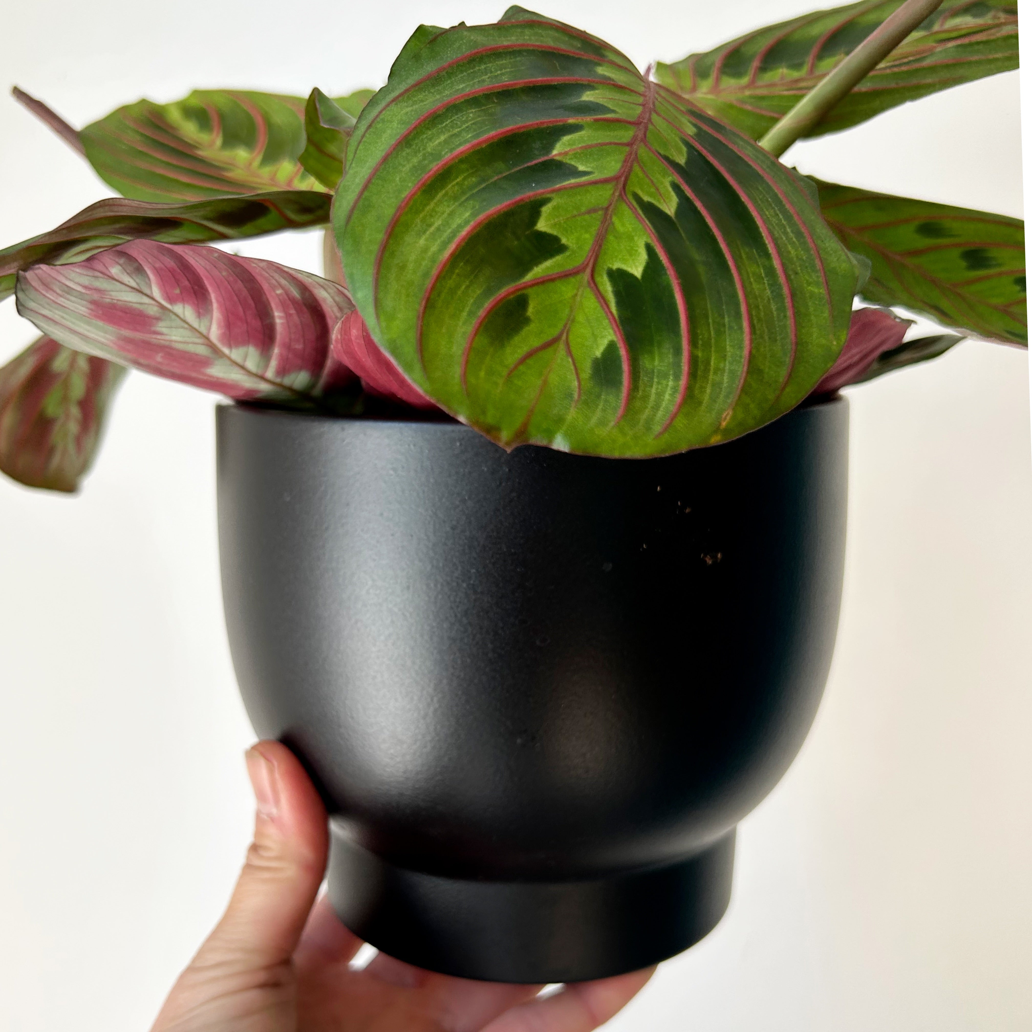 DARIA raised decorative pot (available in two sizes) BLACK