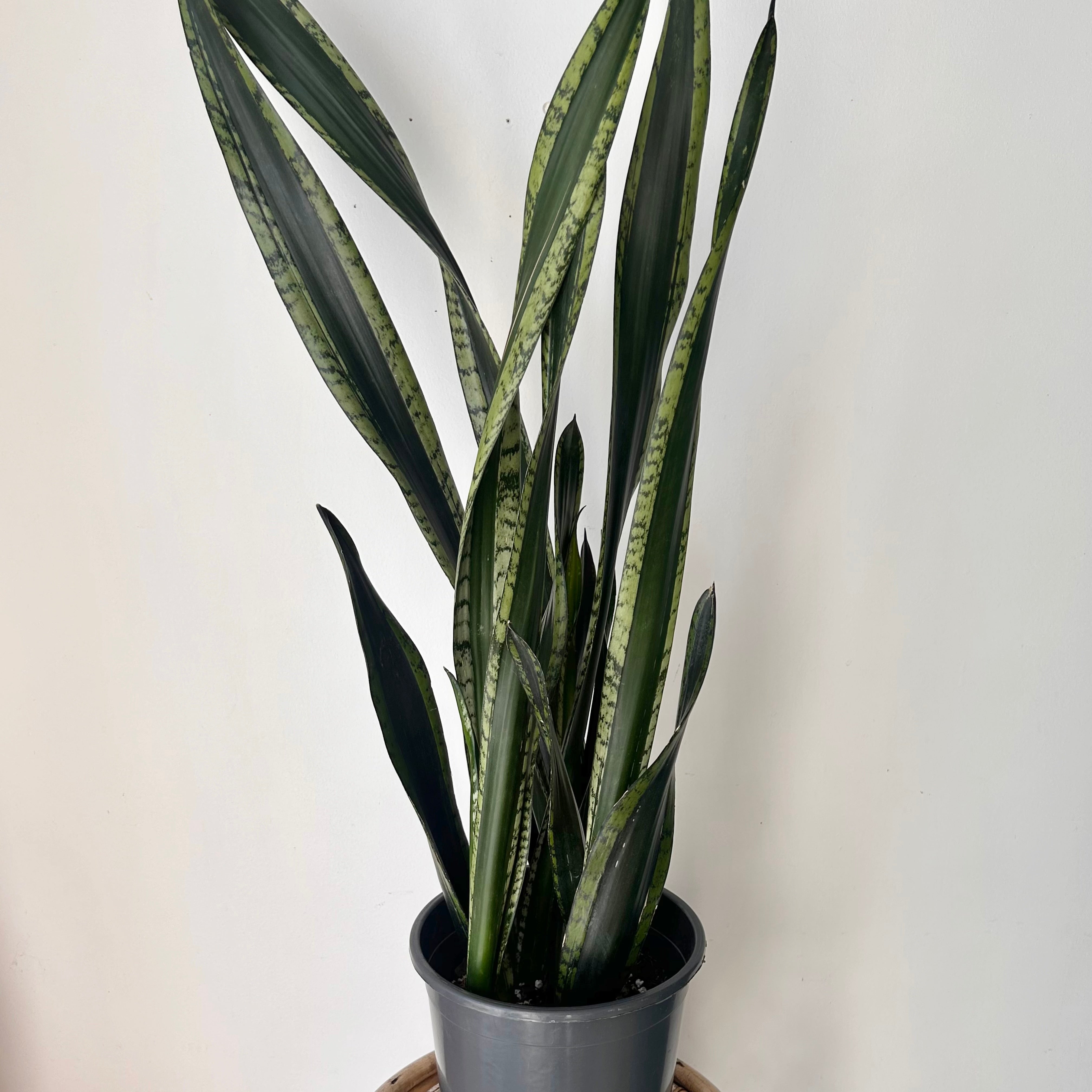 Sansevieria “Whitney” approximately  3ft tall 8”pot