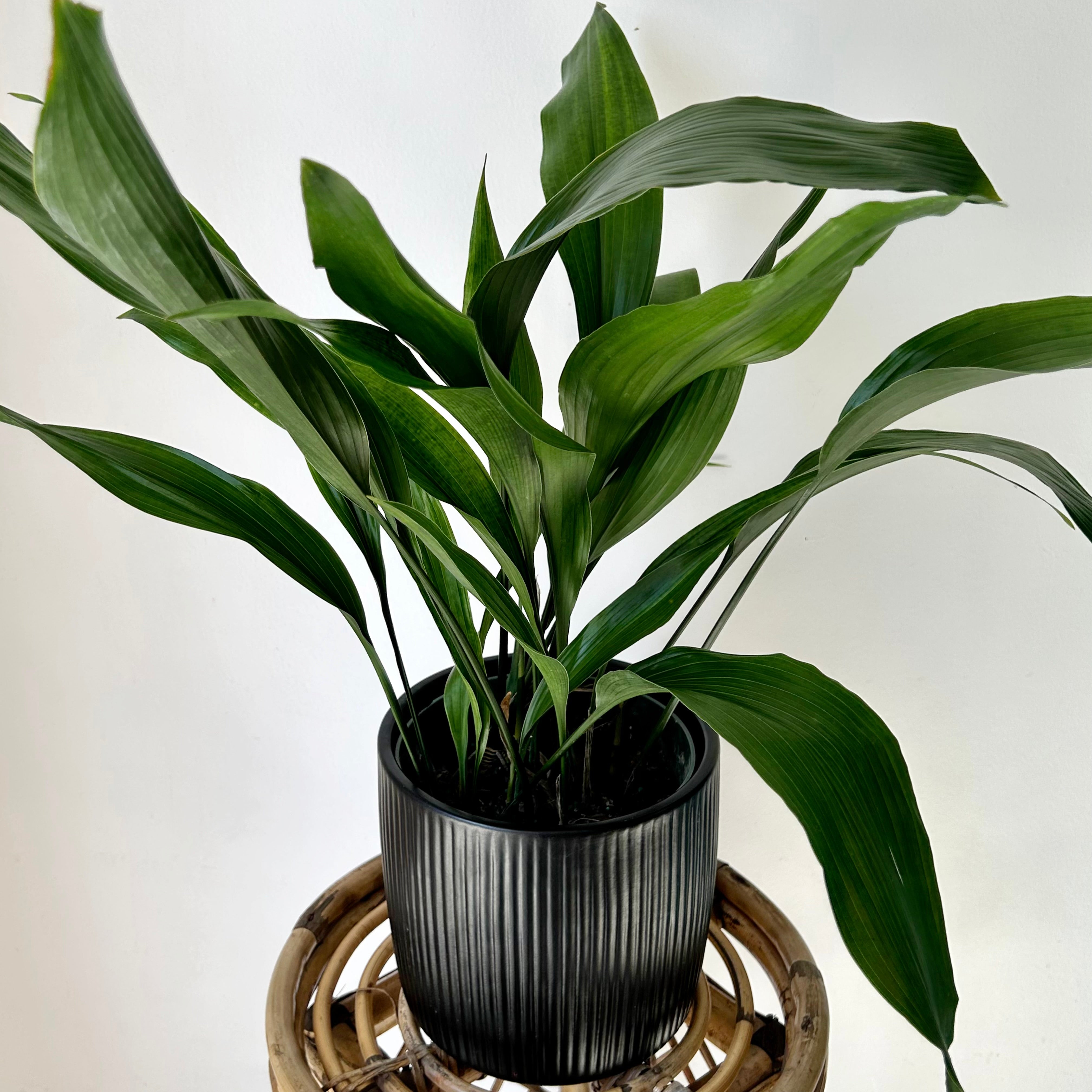 Cast Iron Plant (Aspidistra Elatior) approximately 2ft tall in 6” pot