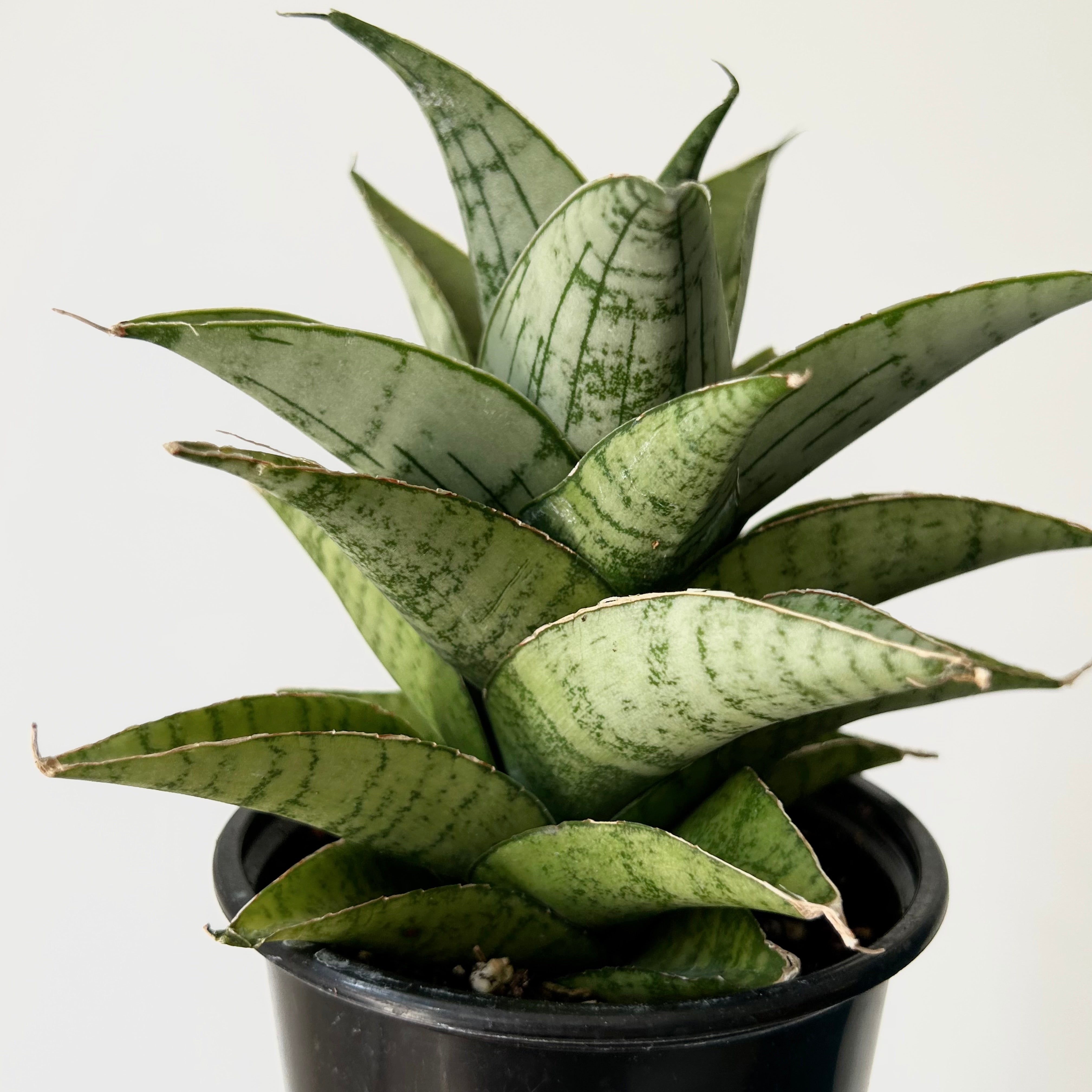 Sansevieria  “Piano” 3.5”pot